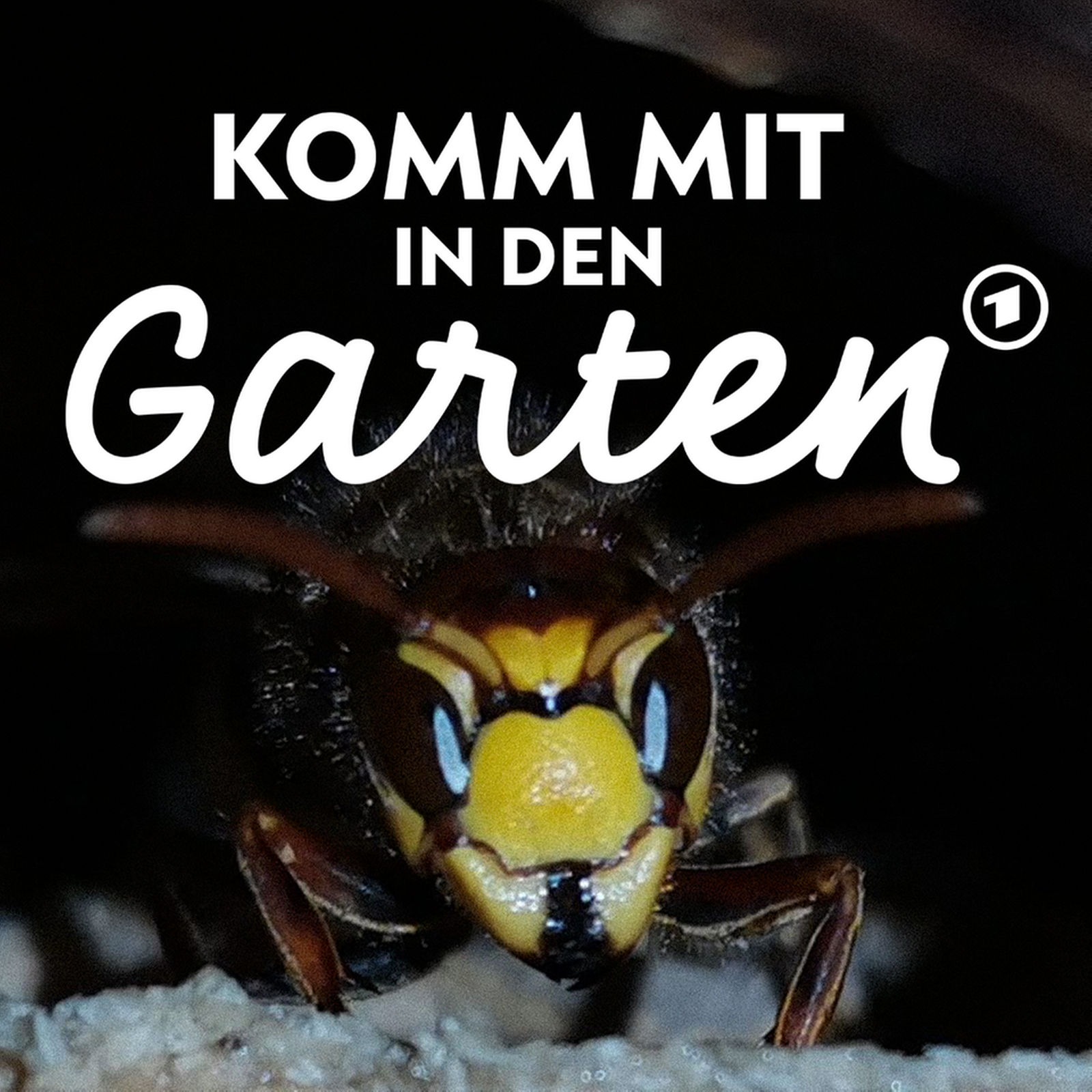 Wespen im Garten: Was hilft?