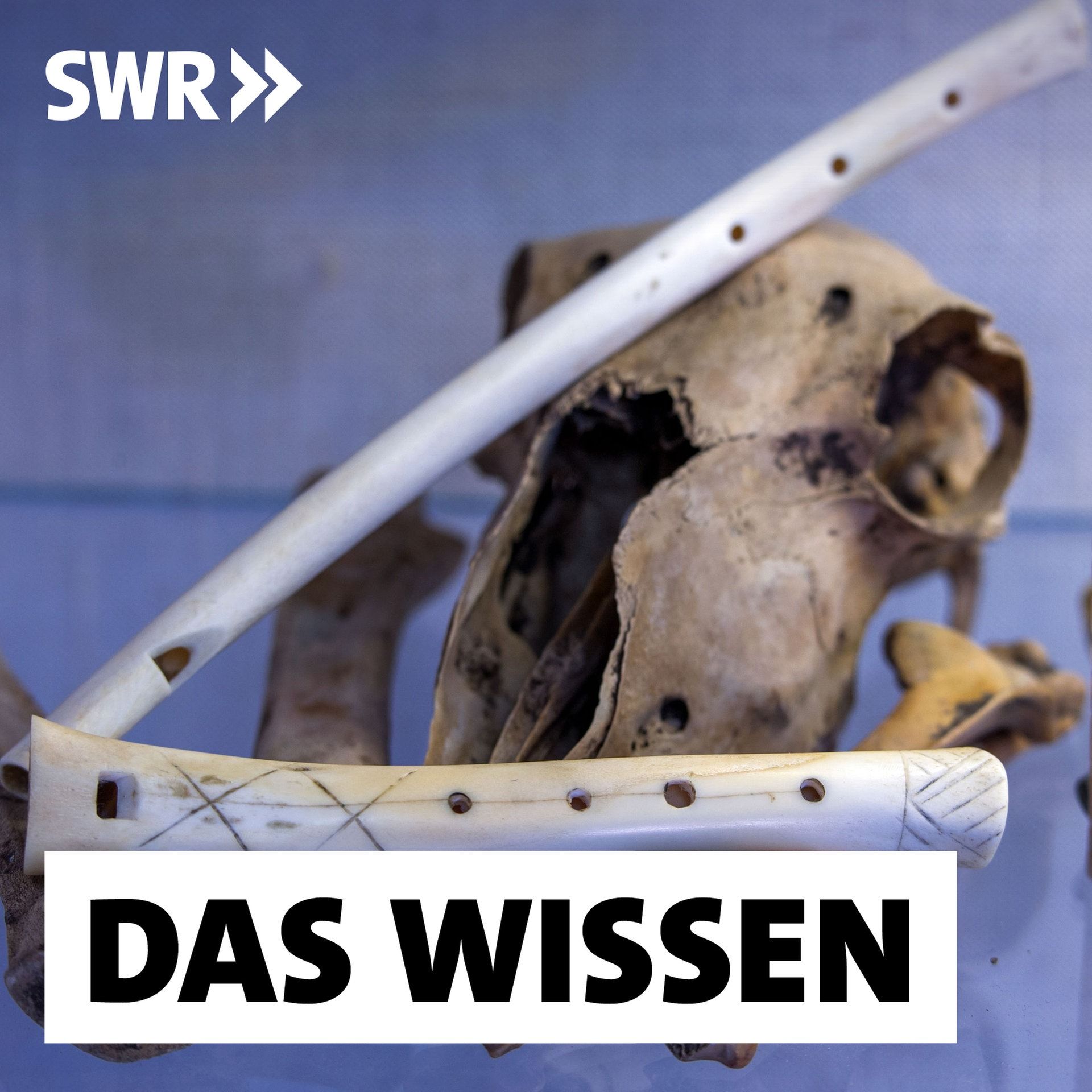 Wie der Mensch die Musik entdeckte