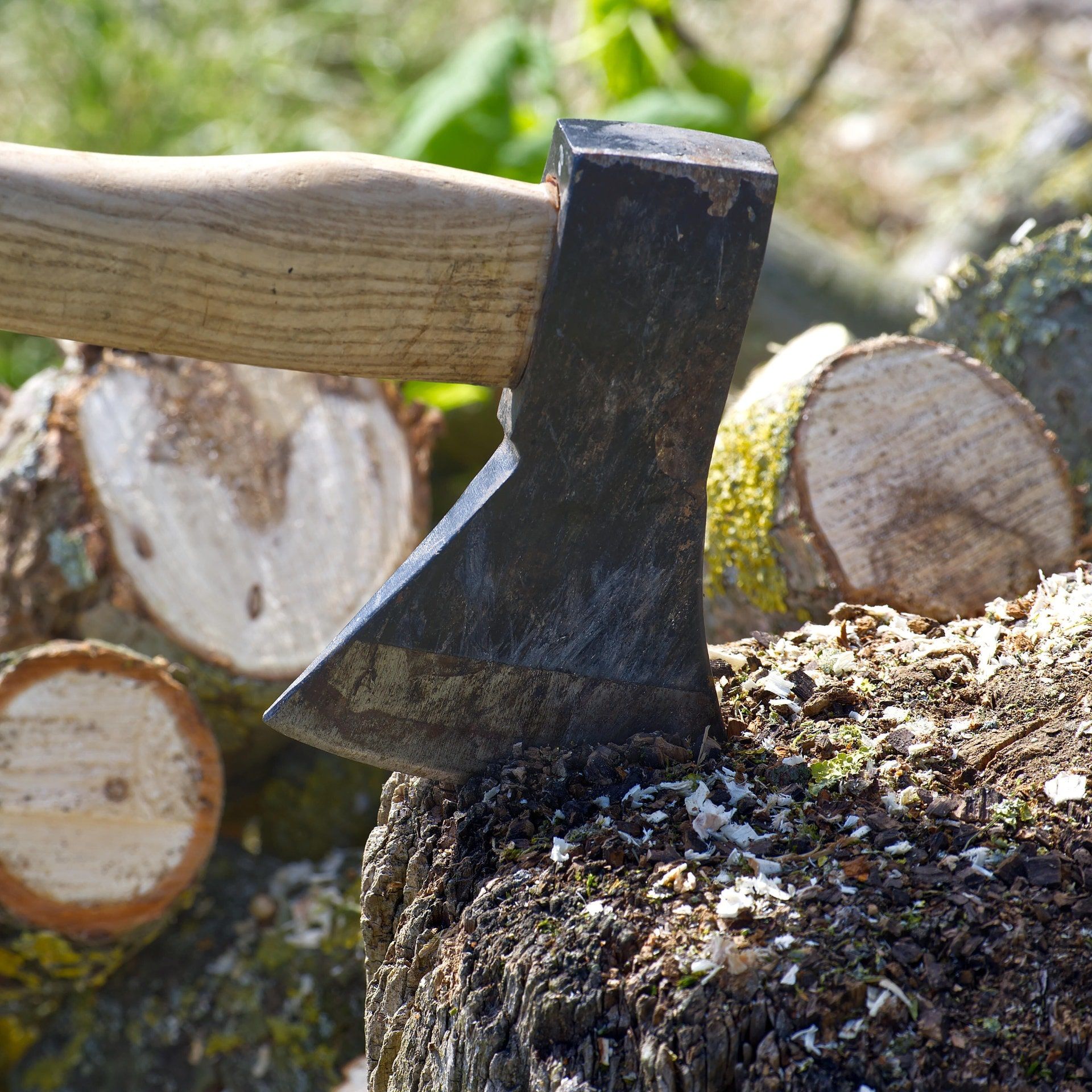 Wie die alten Römer den Wald genutzt haben