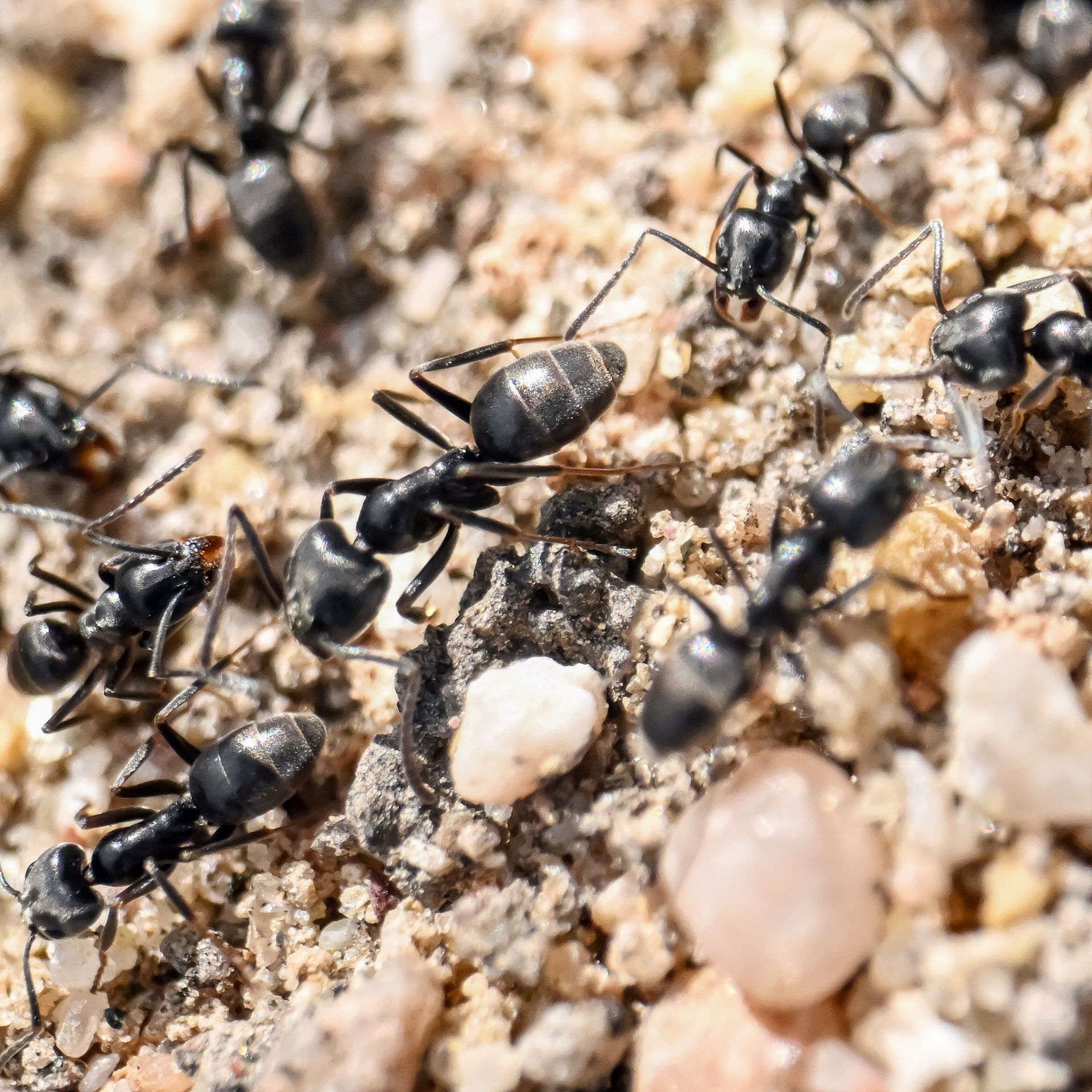 Wie die invasive Große Drüsenameise Deutschland erobert