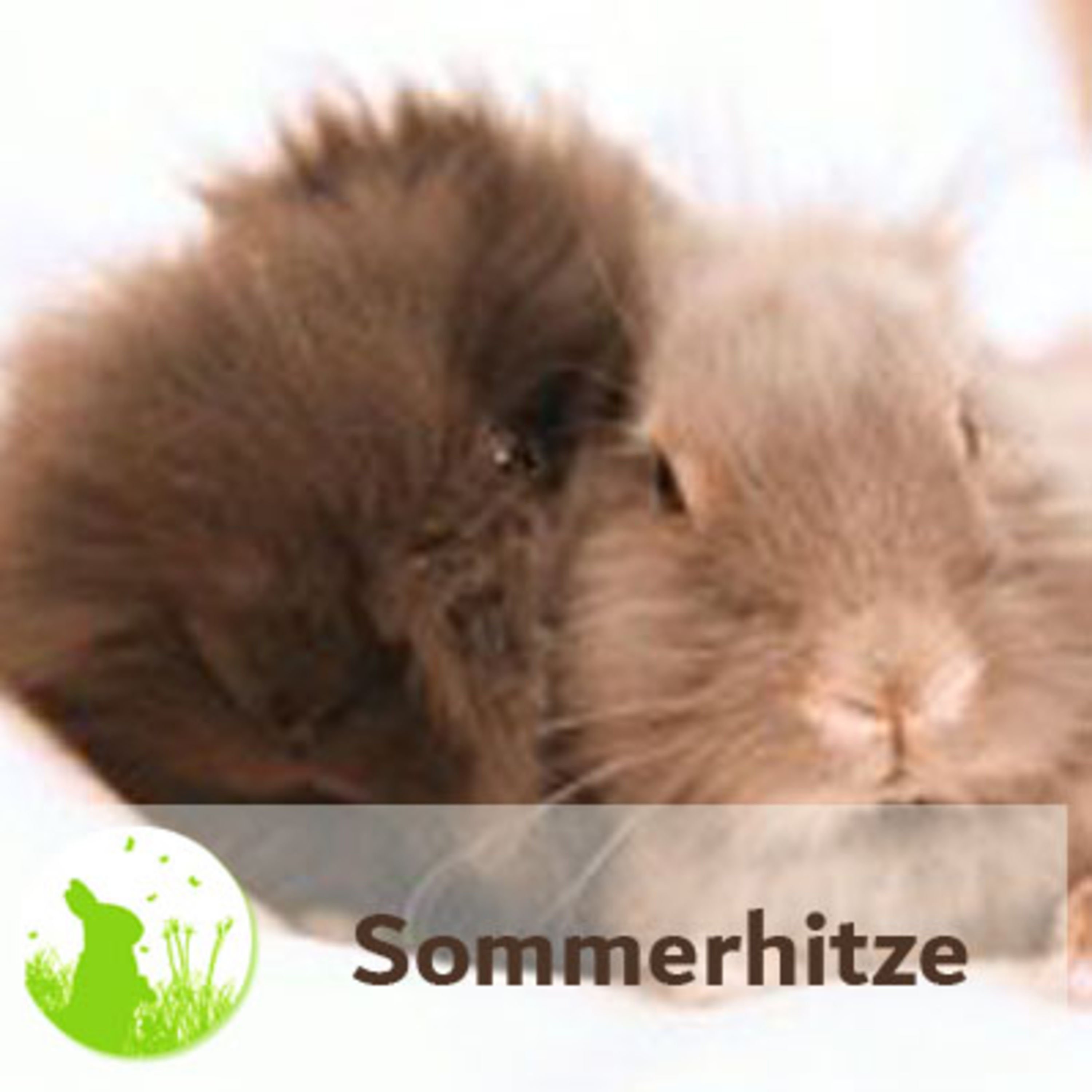 Wie Du Deine Kaninchen vor Hitze schützt und woran man einen Hitzschlag erkennt