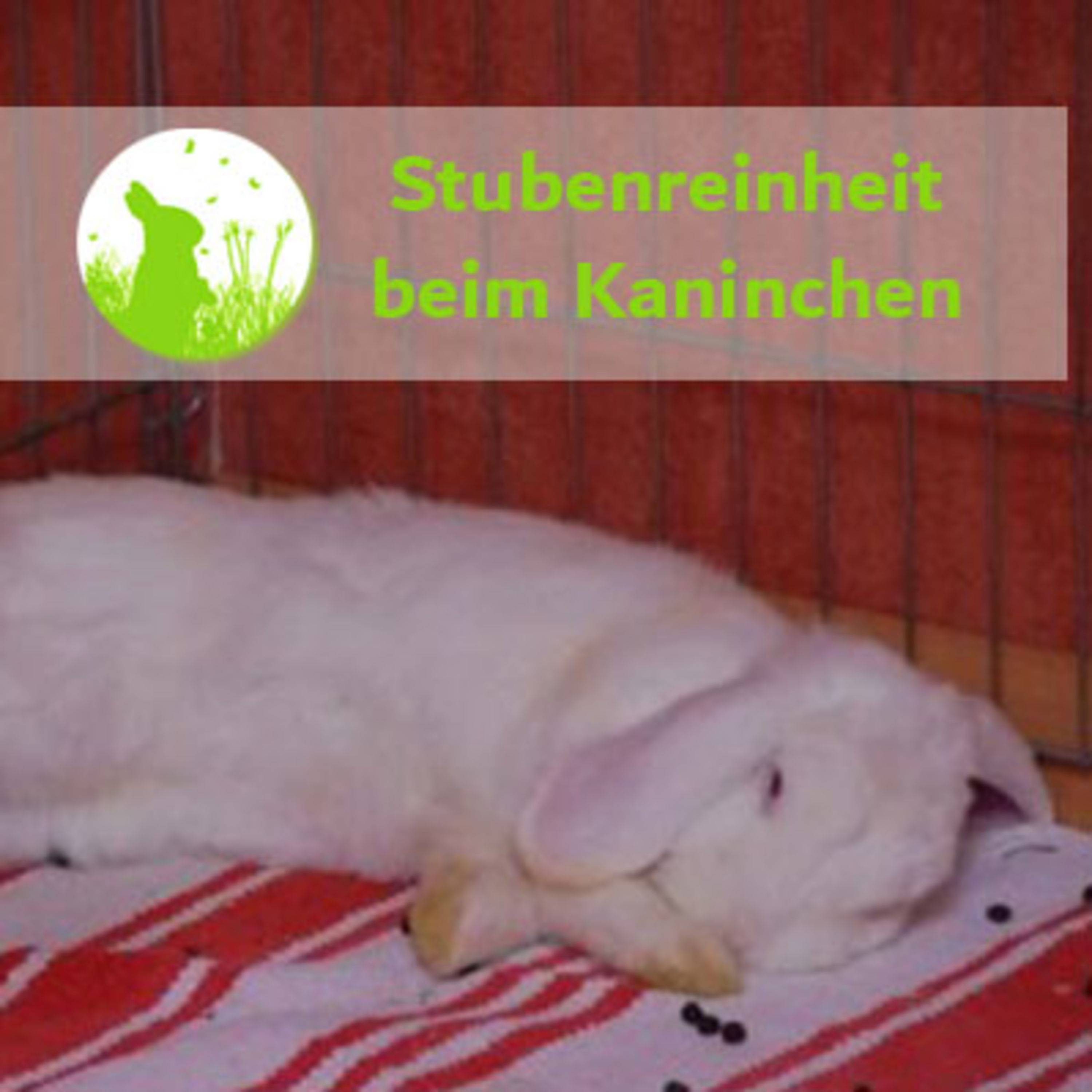 Wie Du mit einfachen Tricks Dein Kaninchen stubenrein bekommst!