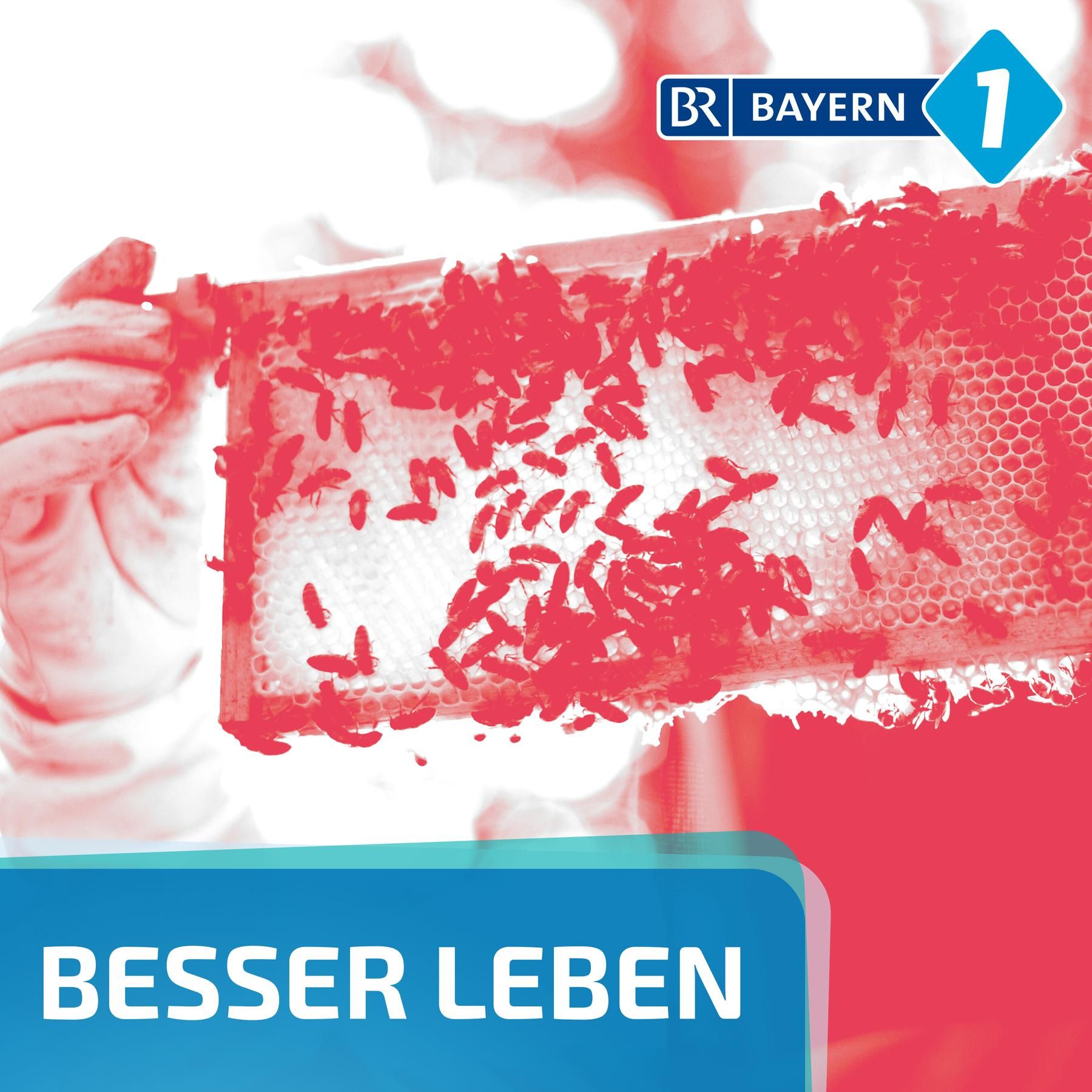 Wie erkenne ich guten Honig?