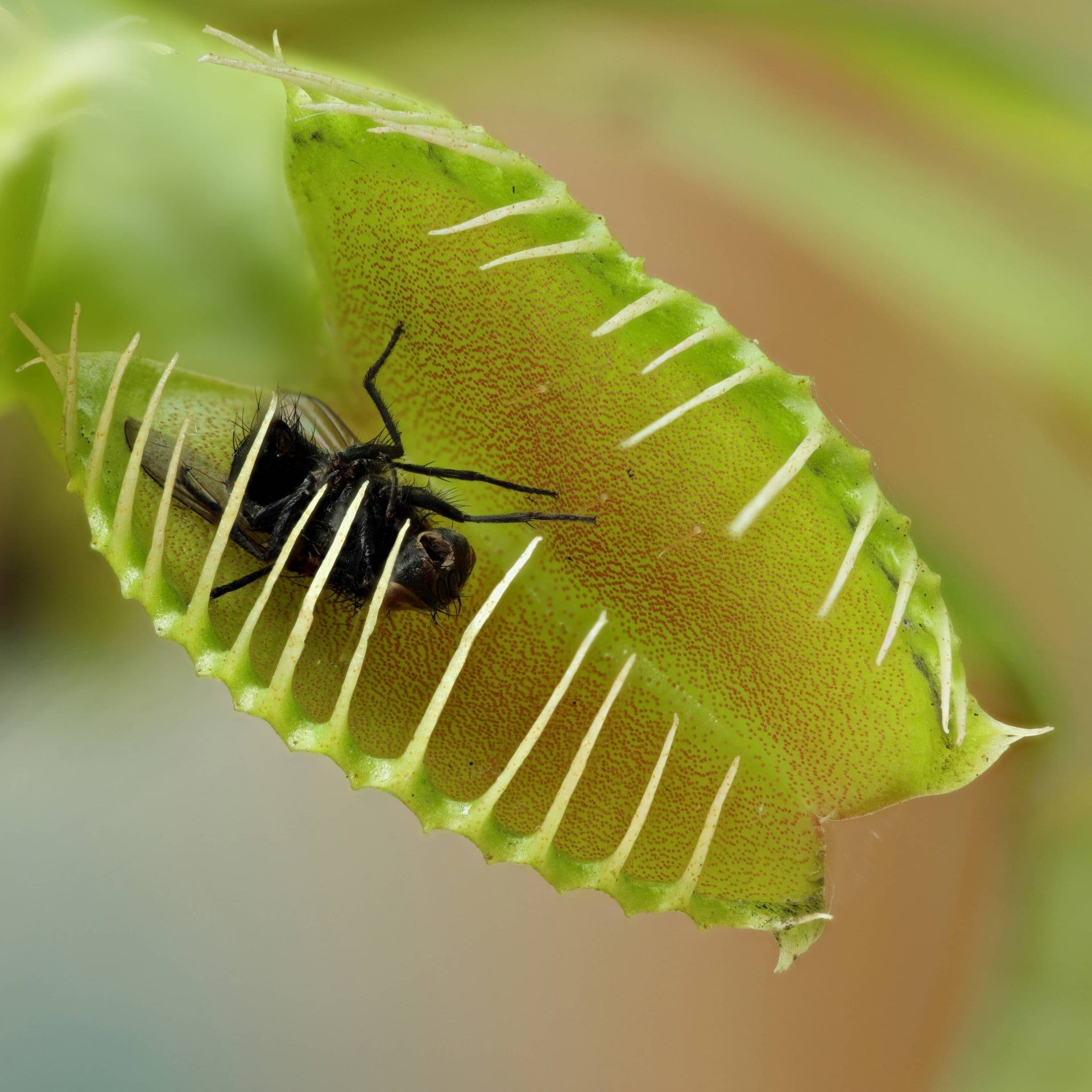 Wie fangen fleischfressende Pflanzen Fliegen – ohne Nerven und Muskeln?