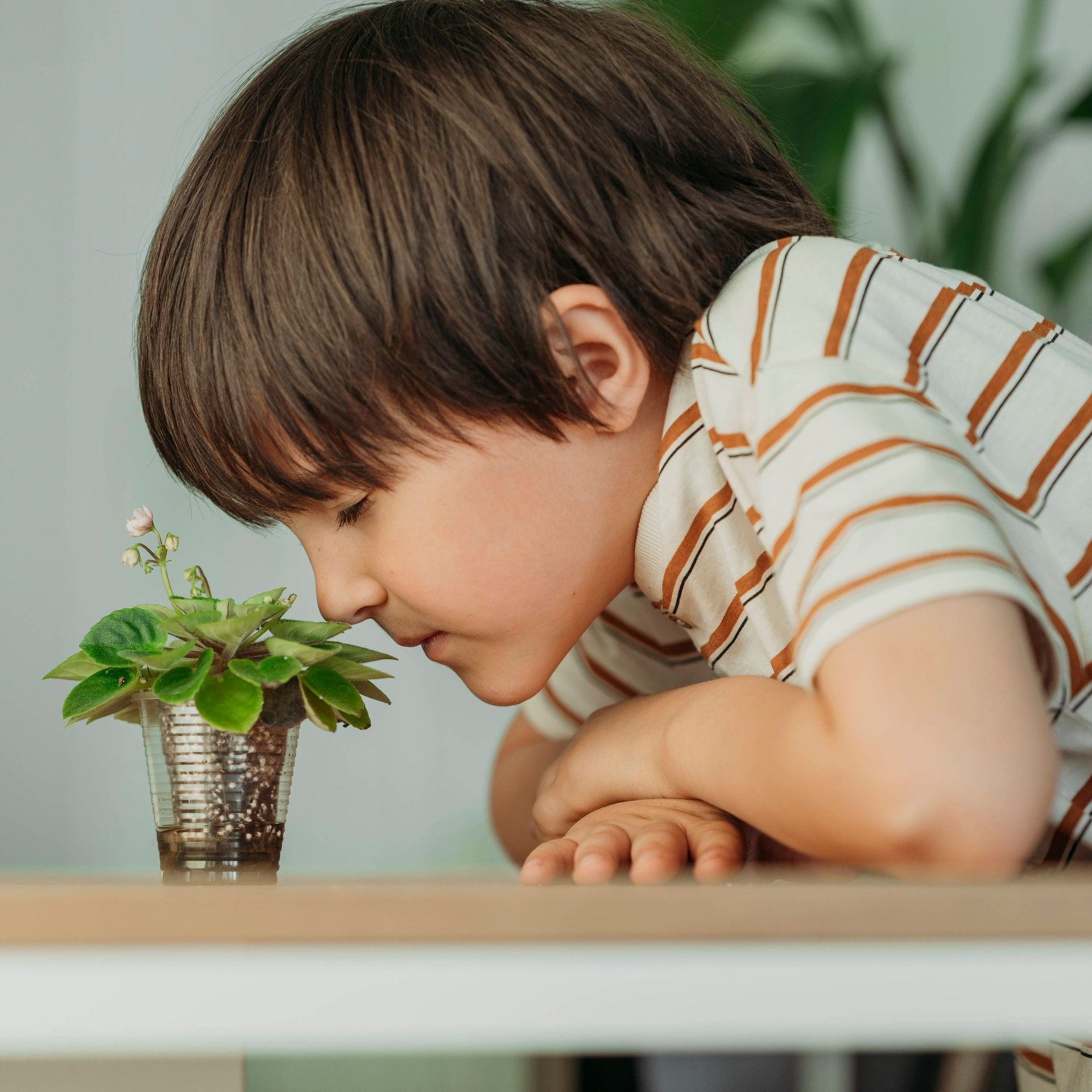 Wie funktioniert der Geruchssinn?