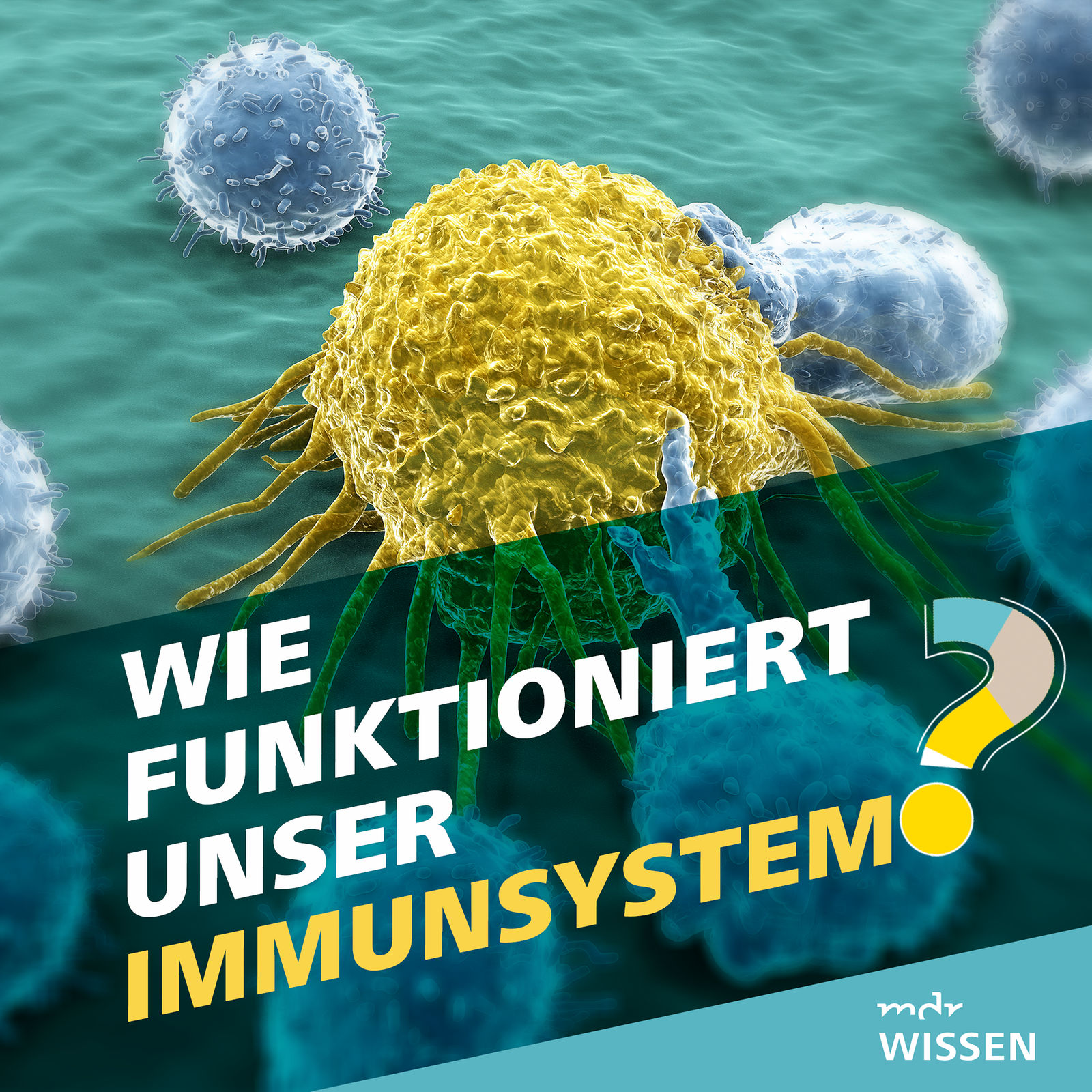 Wie funktioniert unser Immunsystem?