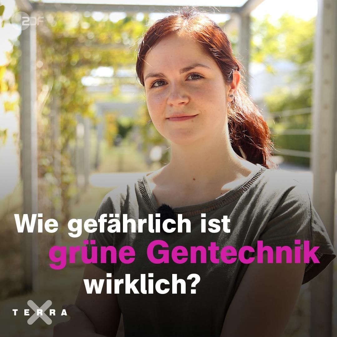 Wie gefährlich ist grüne Gentechnik wirklich?