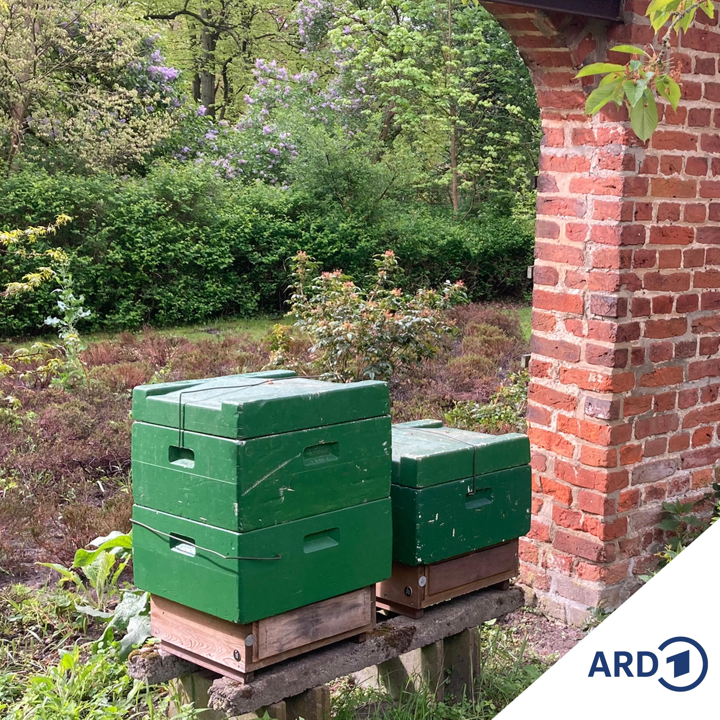 Wie gelingen bienenfreundliche Gärten? Tipps von der Expertin