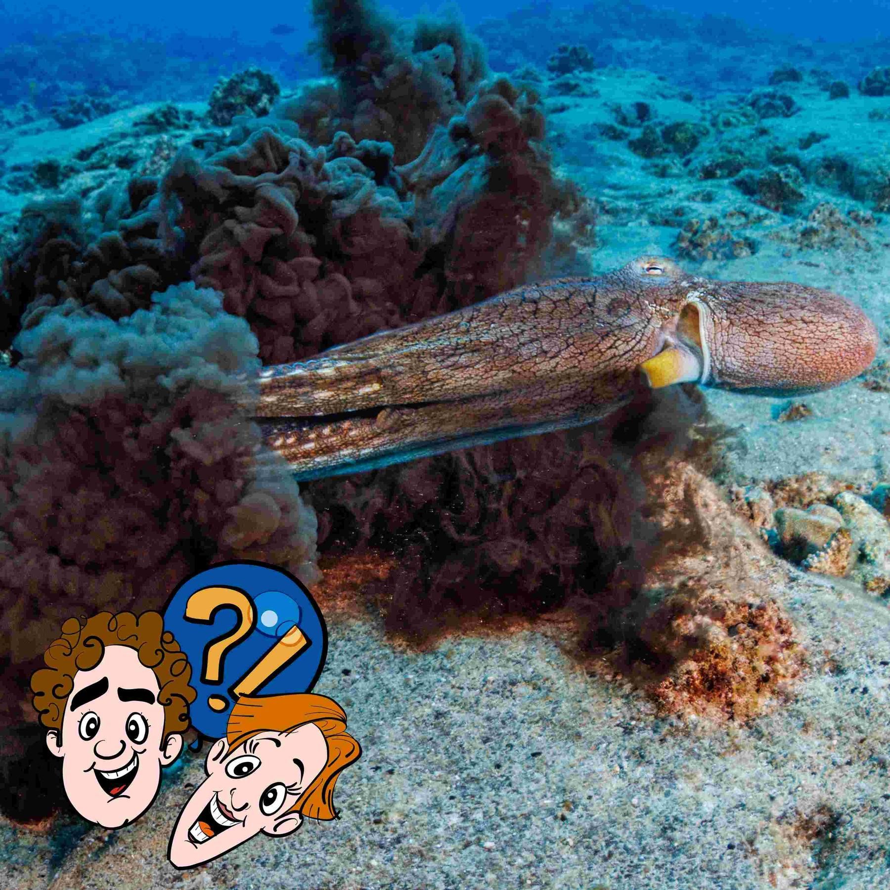 Wie gut kann man mit der Tinte von Tintenfischen schreiben?