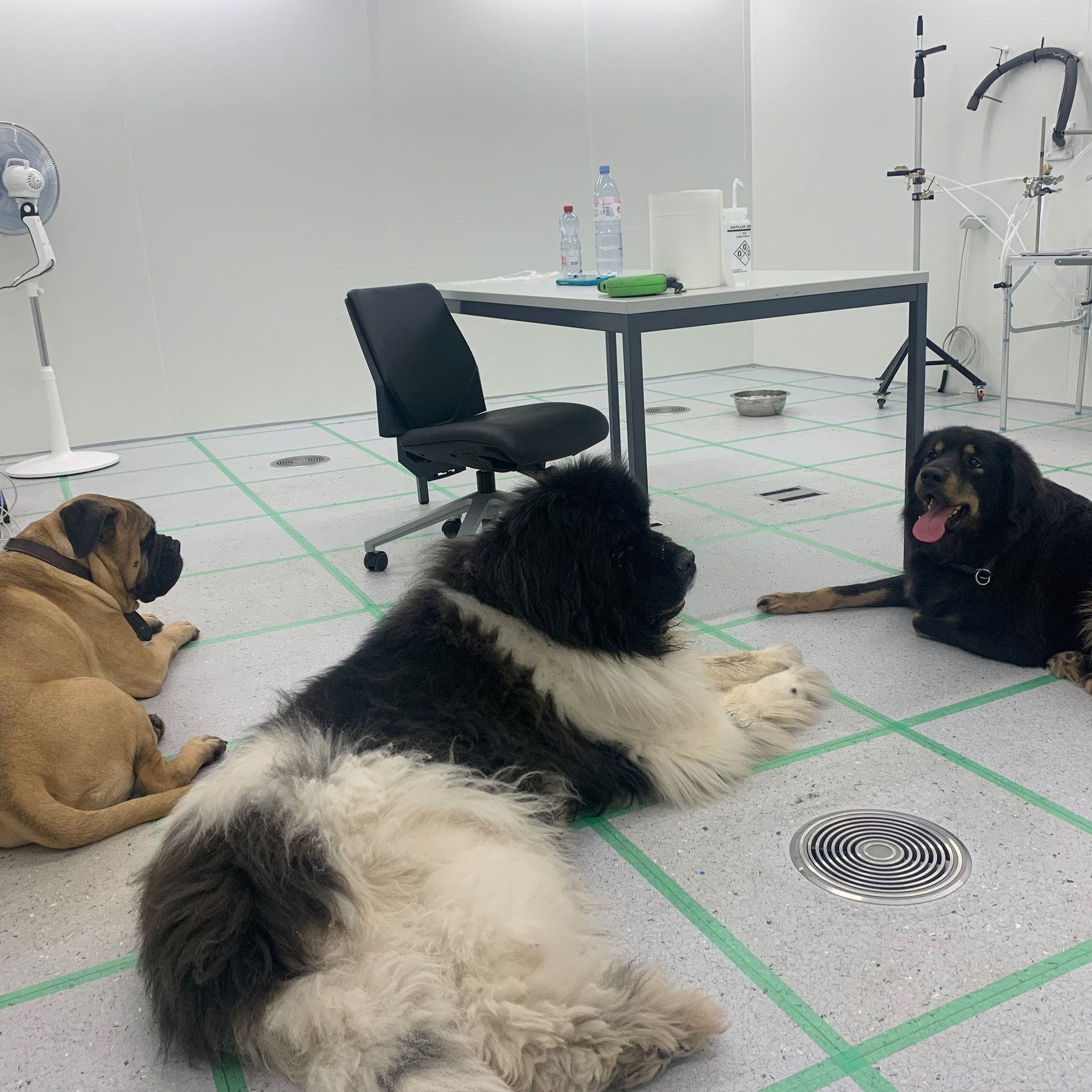 Wie Hunde unser Raumklima verändern