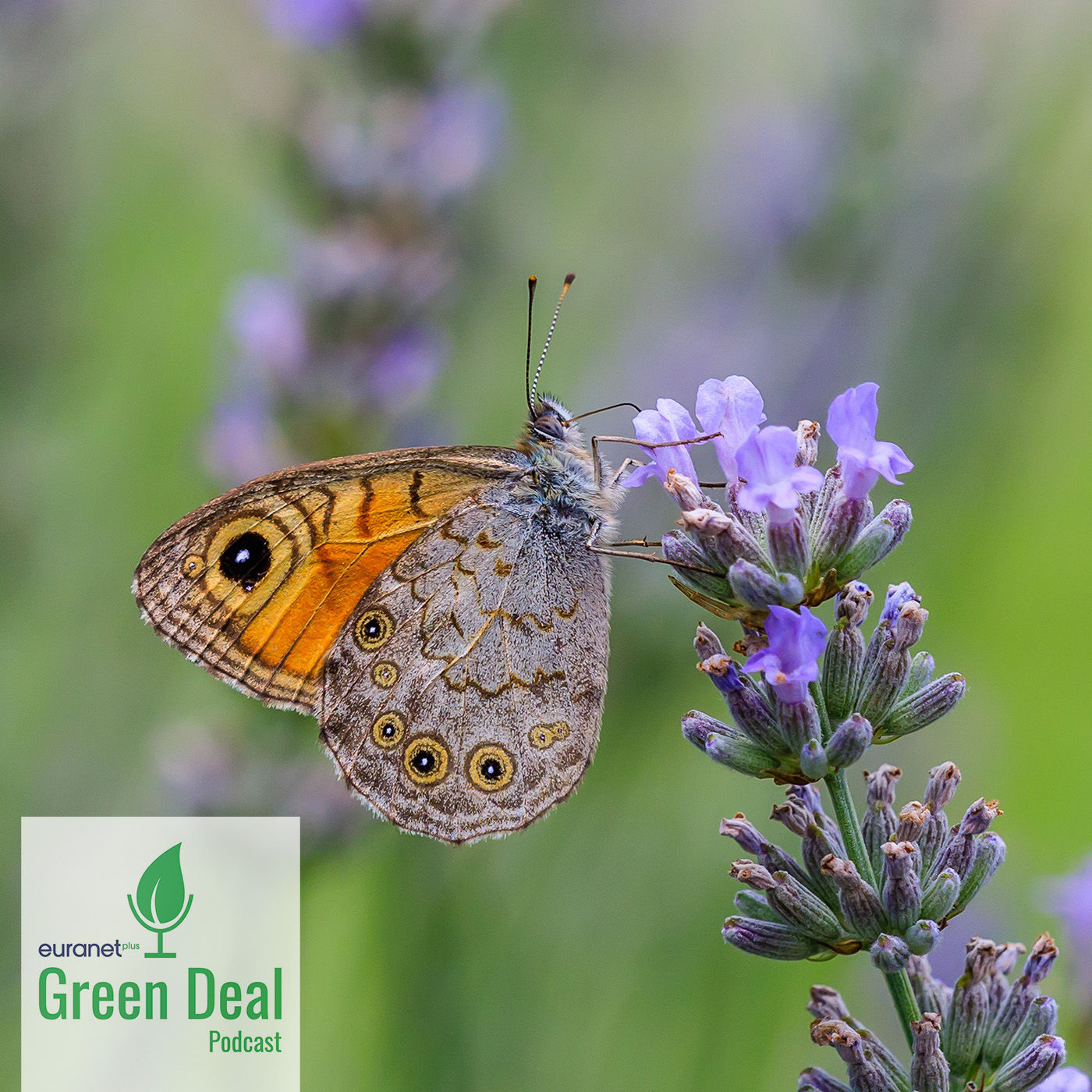 Wie schützen wir unsere Arten? Special mit Michi Schreiber