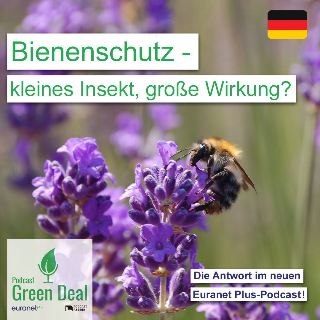 Wie schützen wir unsere Bienen?