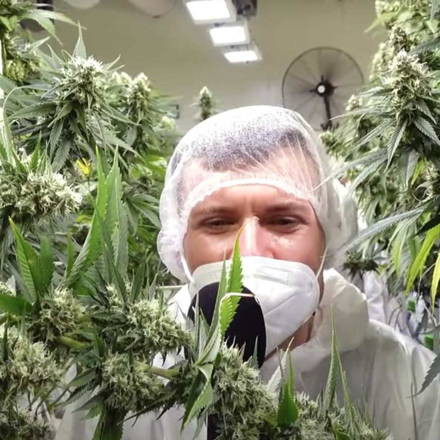 Wie sieht eine Cannabis Plantage aus? Mit Gebrüder Grow | Blüte | Ernte | Extraktion