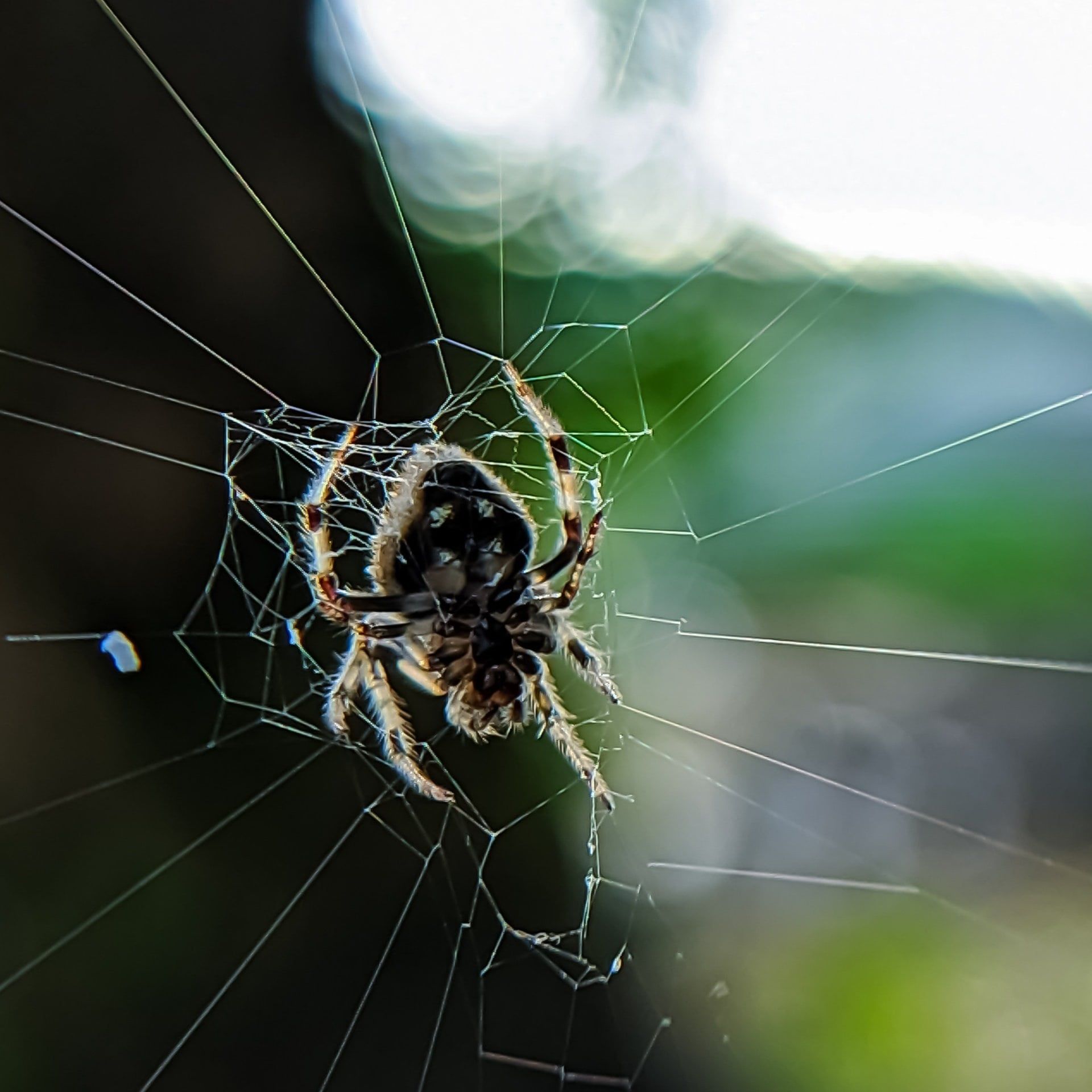 Wie spannt eine Spinne ein Netz zwischen zwei entfernten Bäumen?