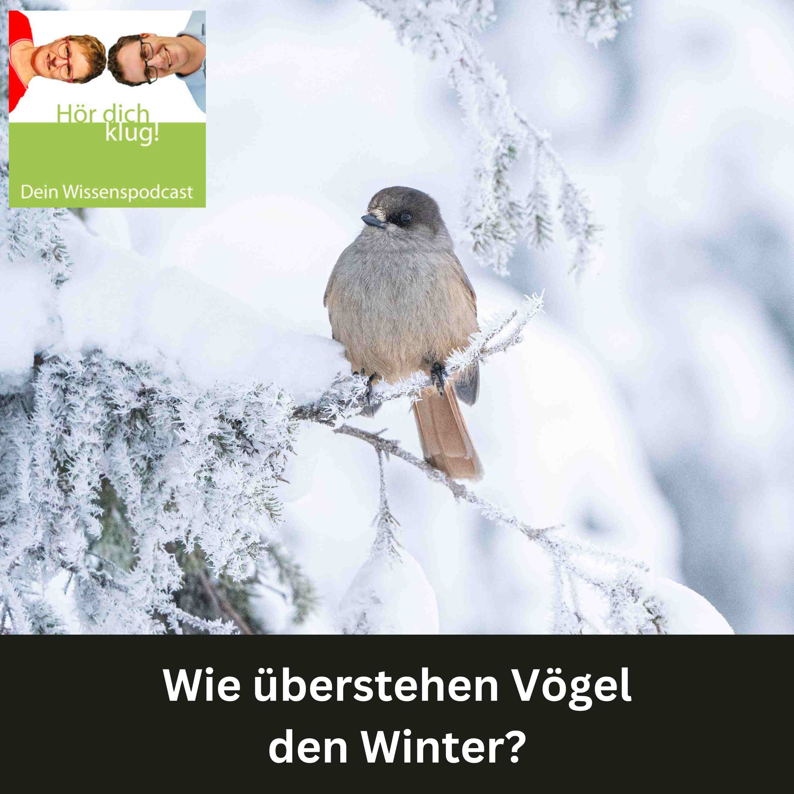 Wie überstehen Vögel den Winter?