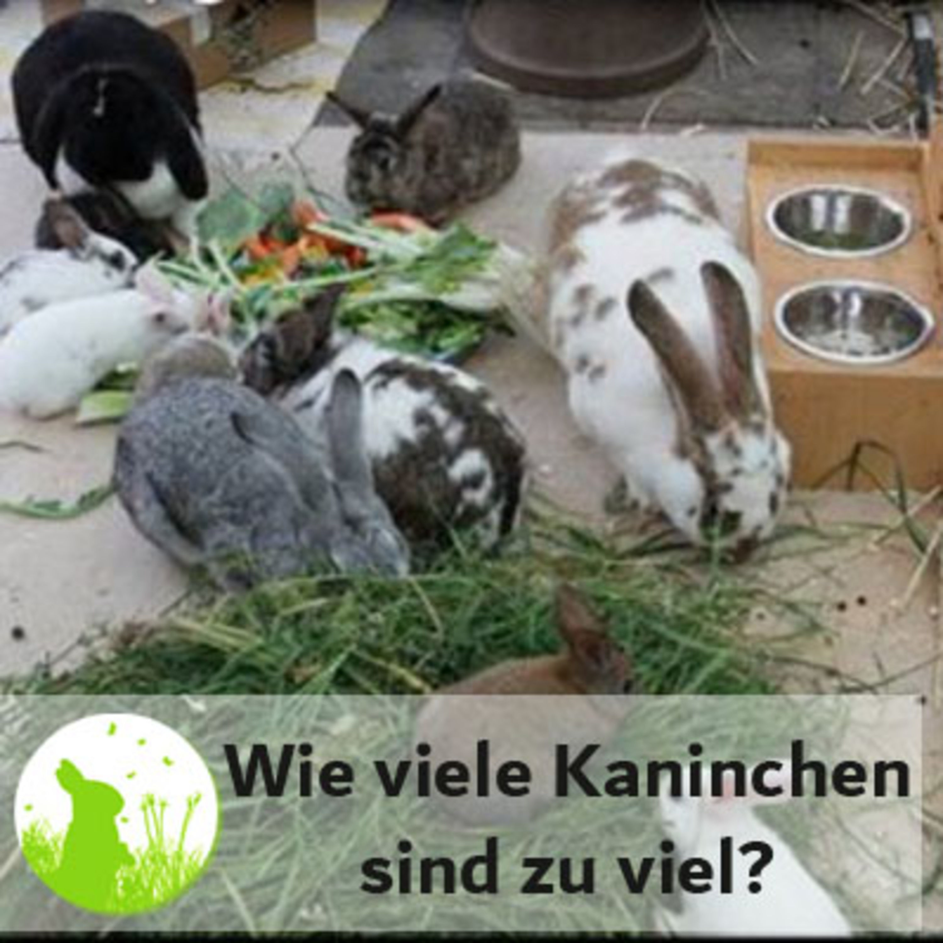 Wie viele Kaninchen sind zu viel?