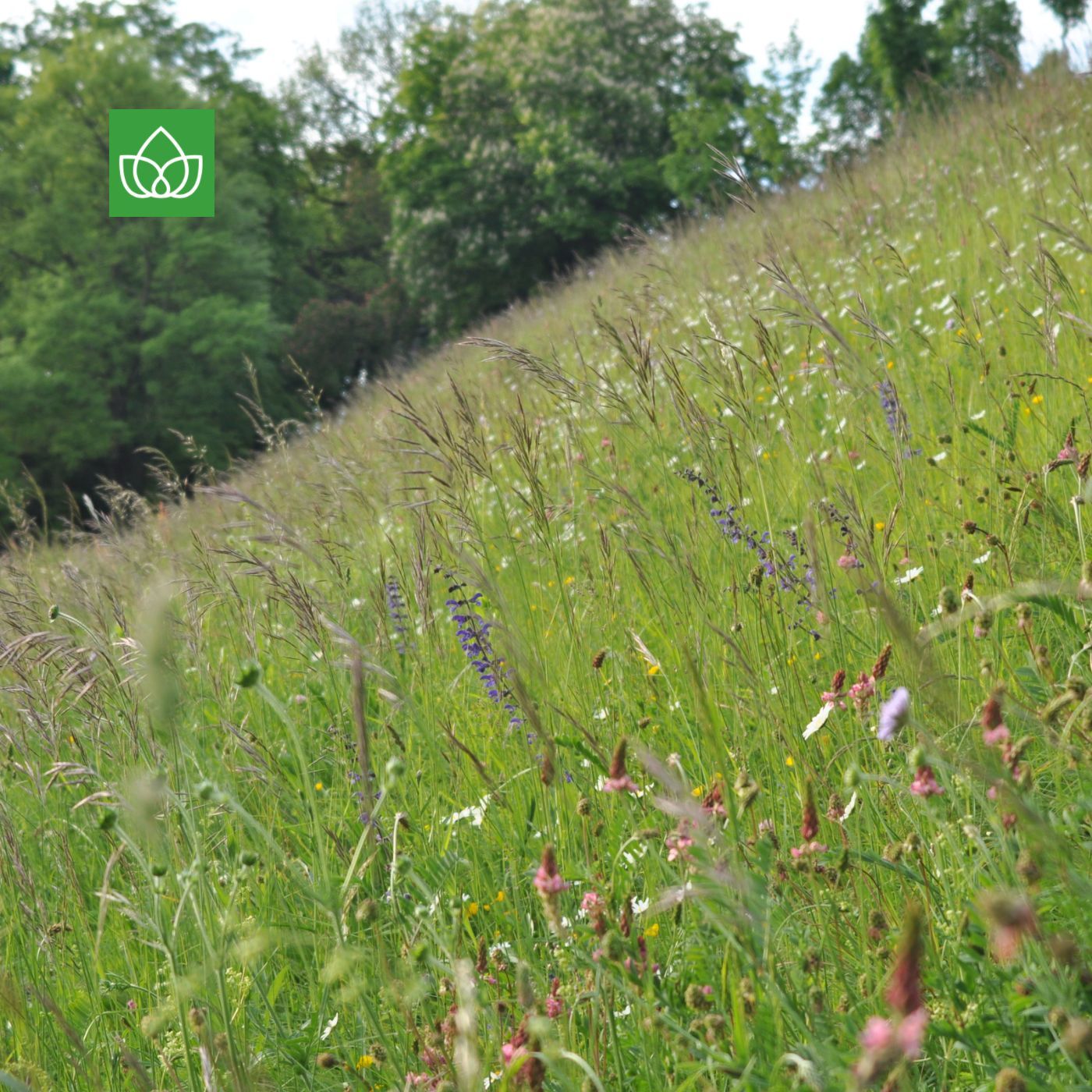 Wiese ist nicht gleich Wiese