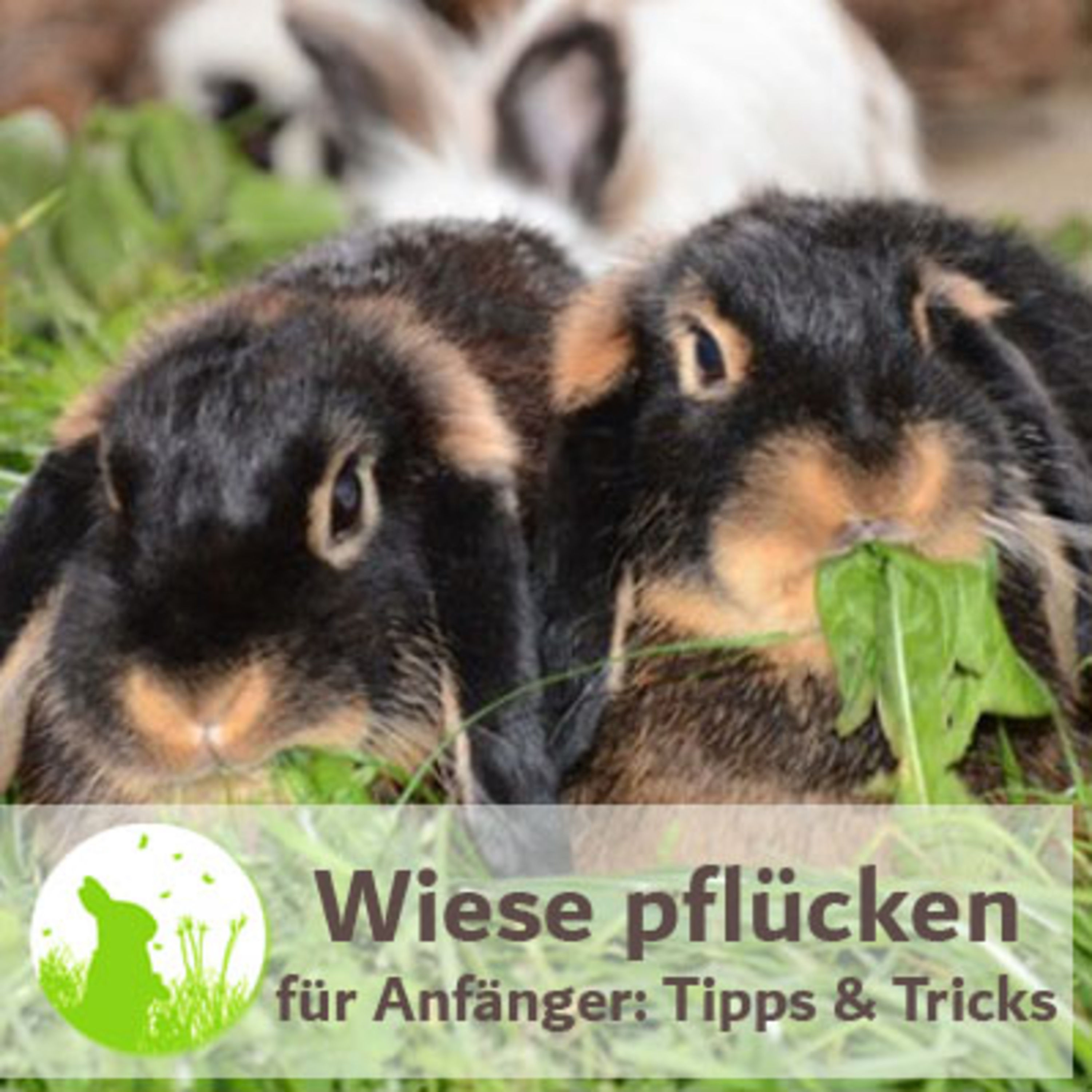 Wiese pflücken für Anfänger