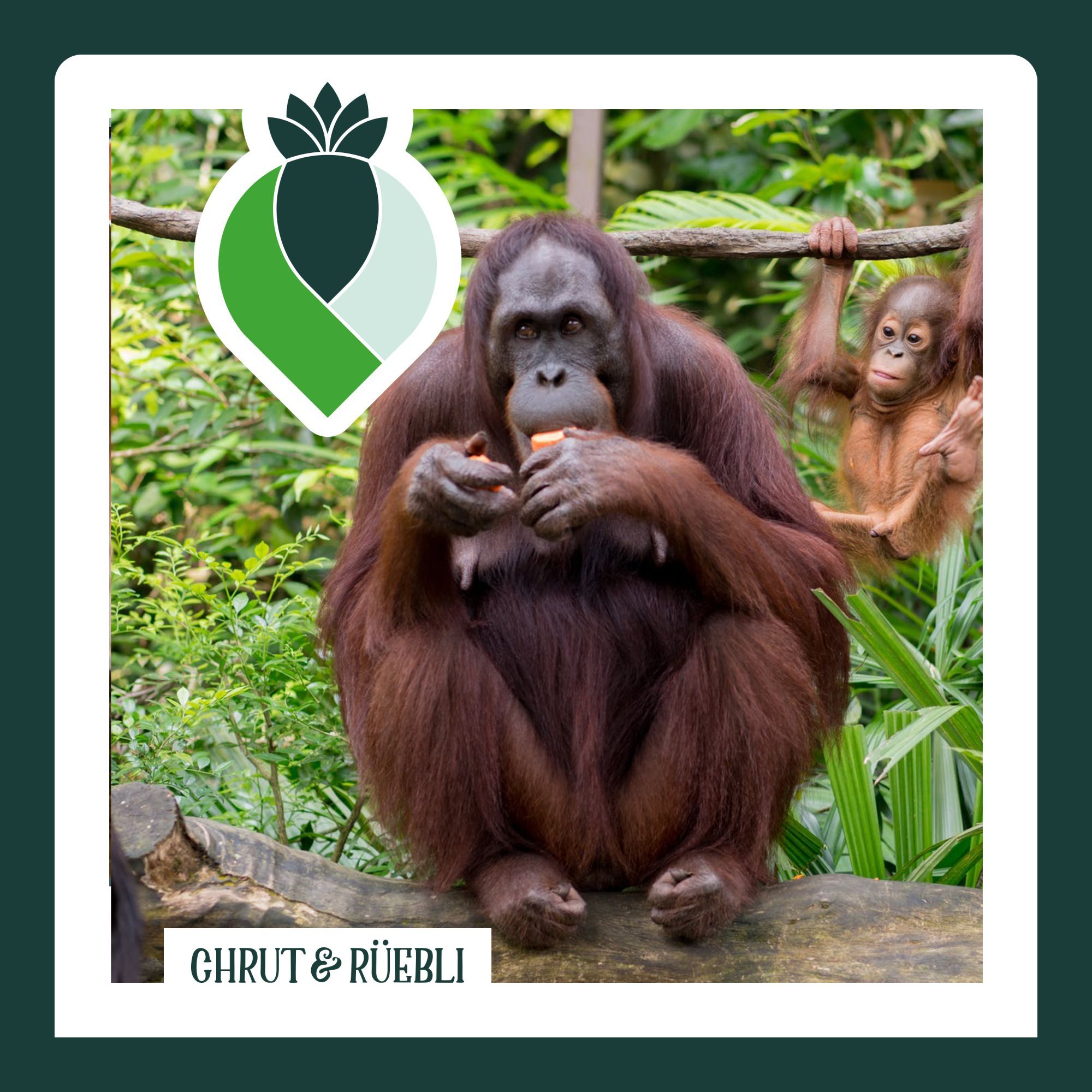 Wieso ist überall Palmöl drin?