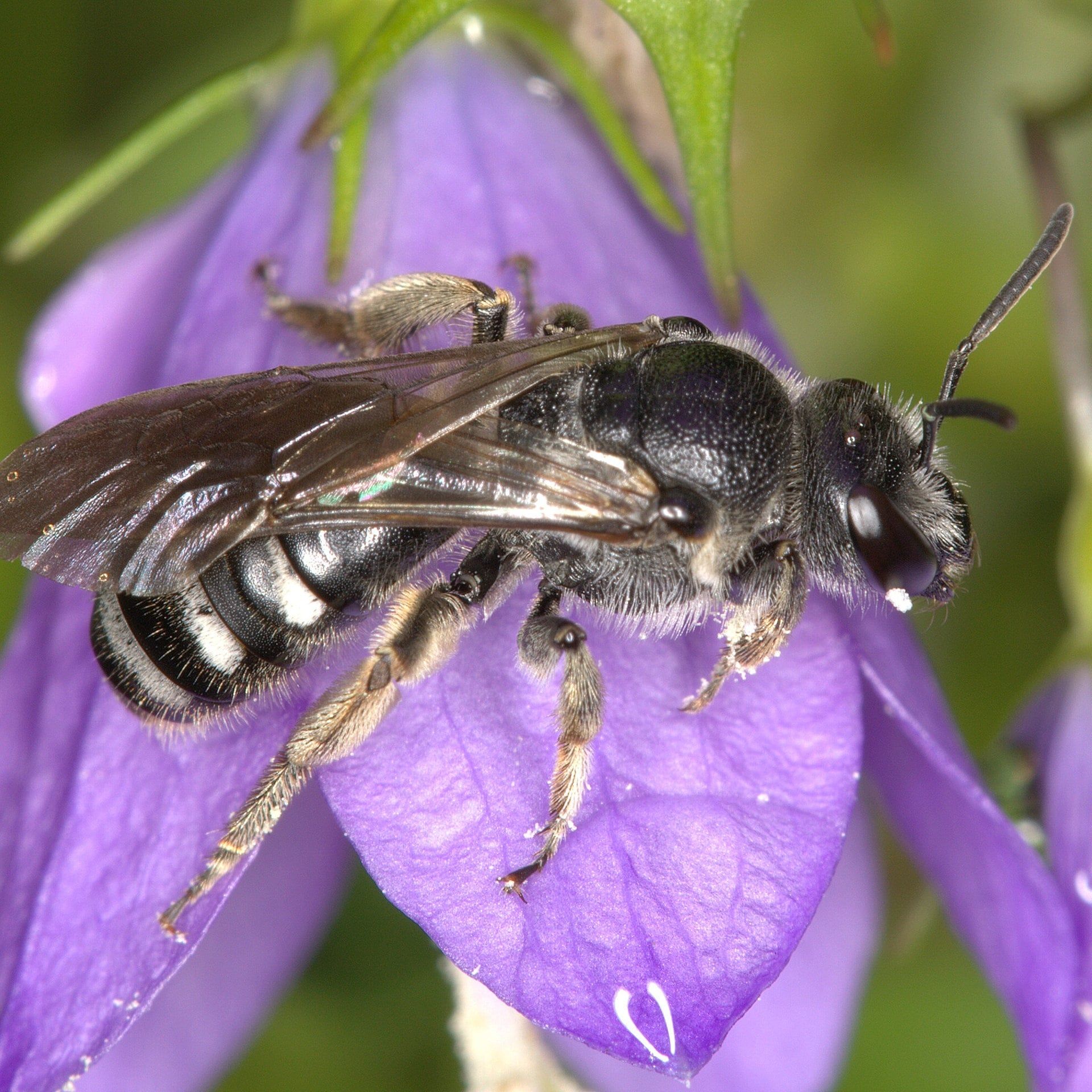 Wildbiene des Jahres 2026 ist die Glockenblumen-Schmalbiene
