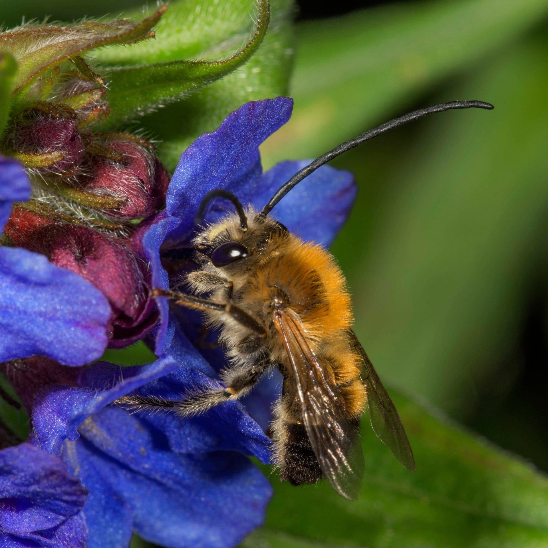 Wildbienen in Gefahr - Rettungsprojekt zeigt Perspektive für unsere Ernährung