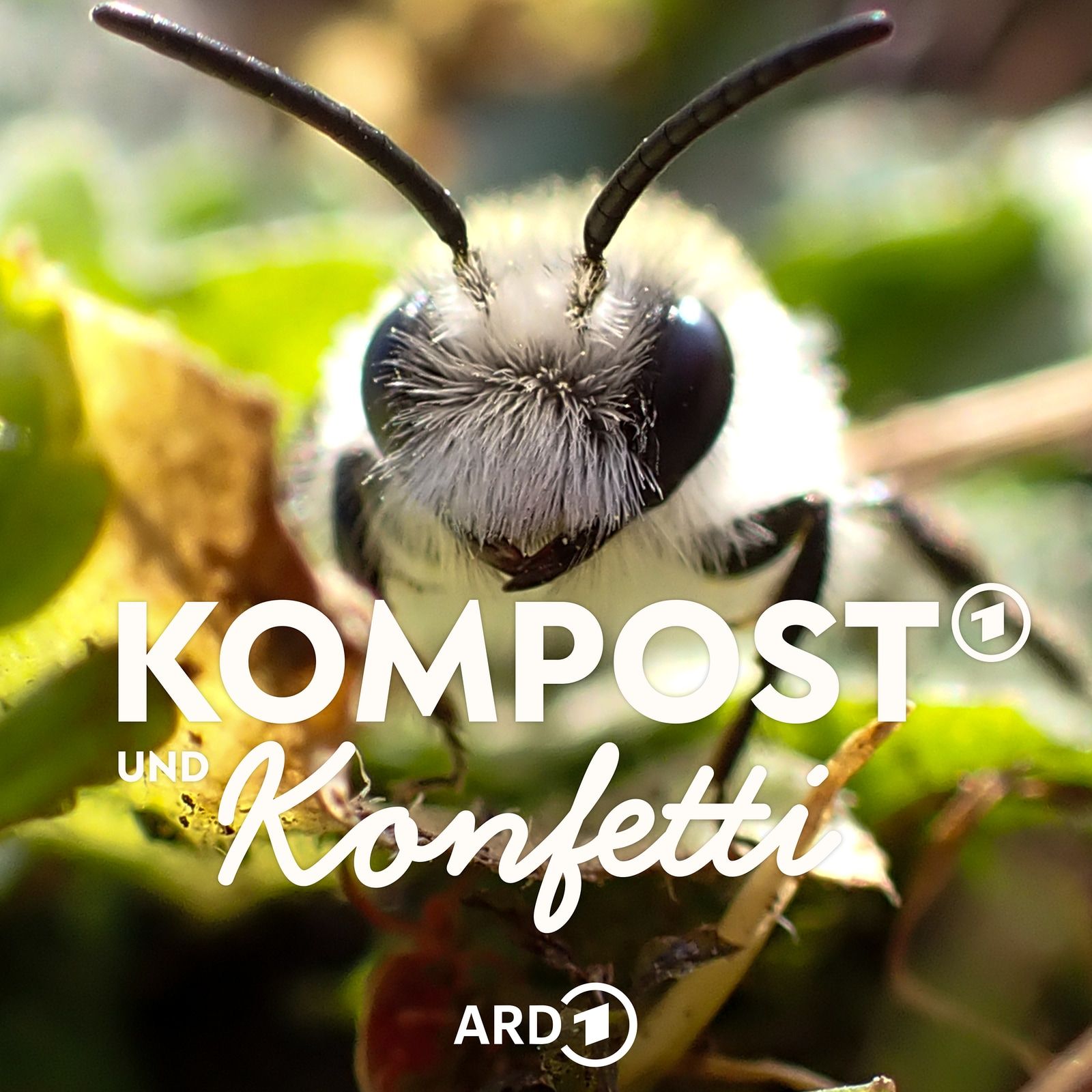 Wildbienen: So fühlen sie sich im Garten wohl