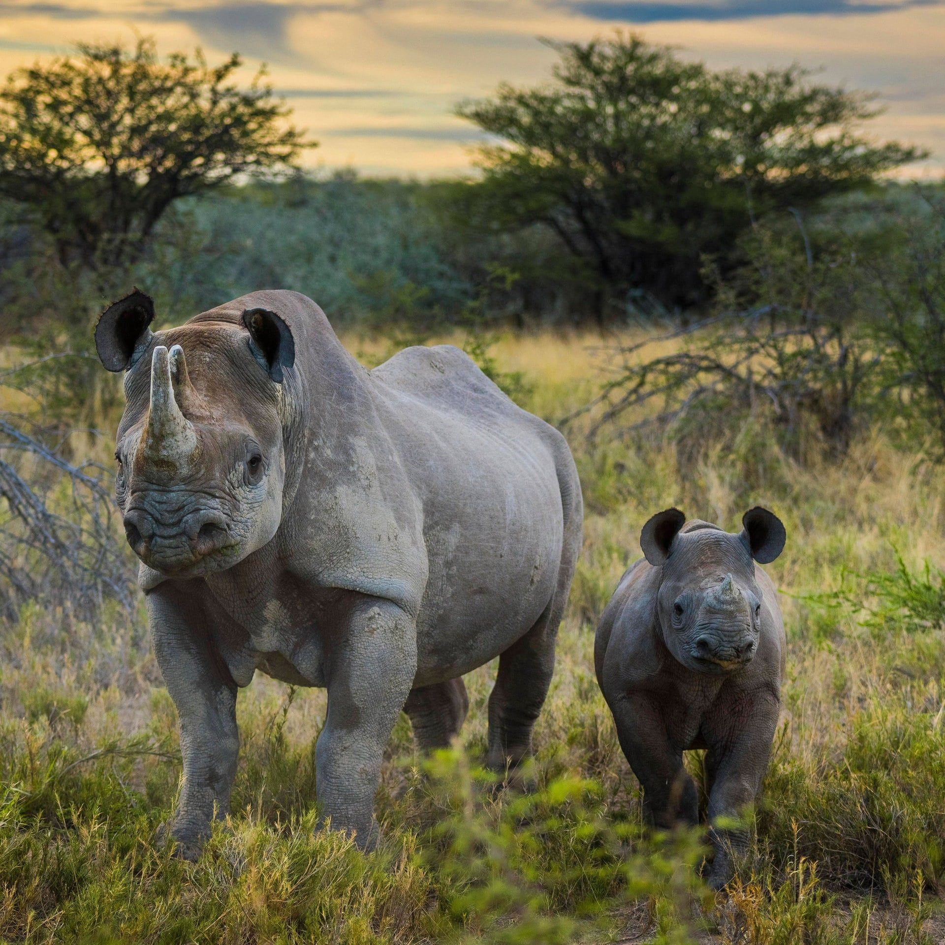 Wildfeuer in Namibia: Ein Drittel des Etosha-Nationalparks zerstört
