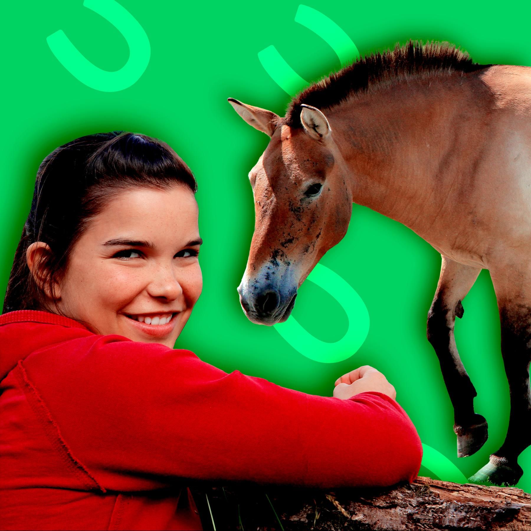 Wildpferde
