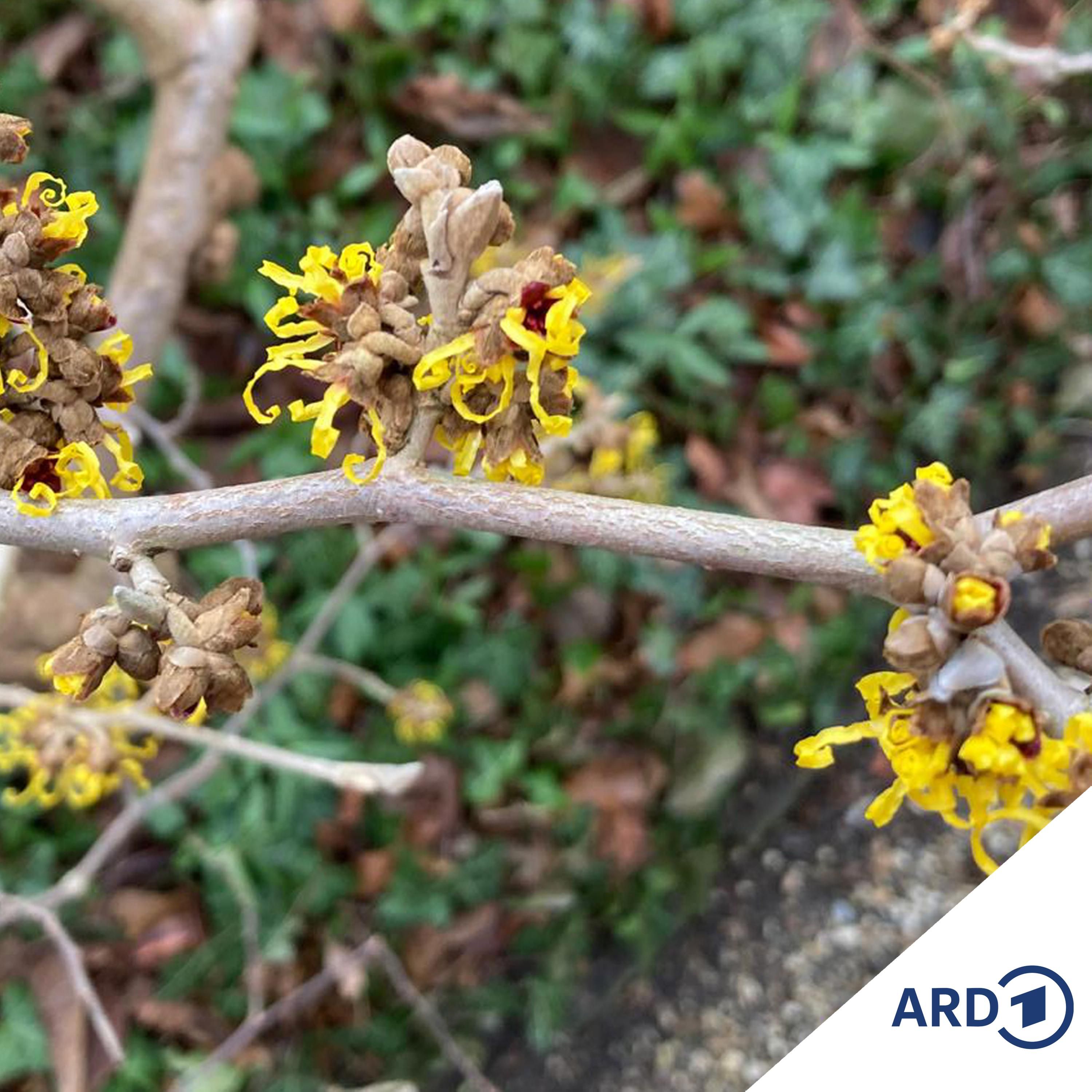 Winterblüher: Farbtupfer im Garten