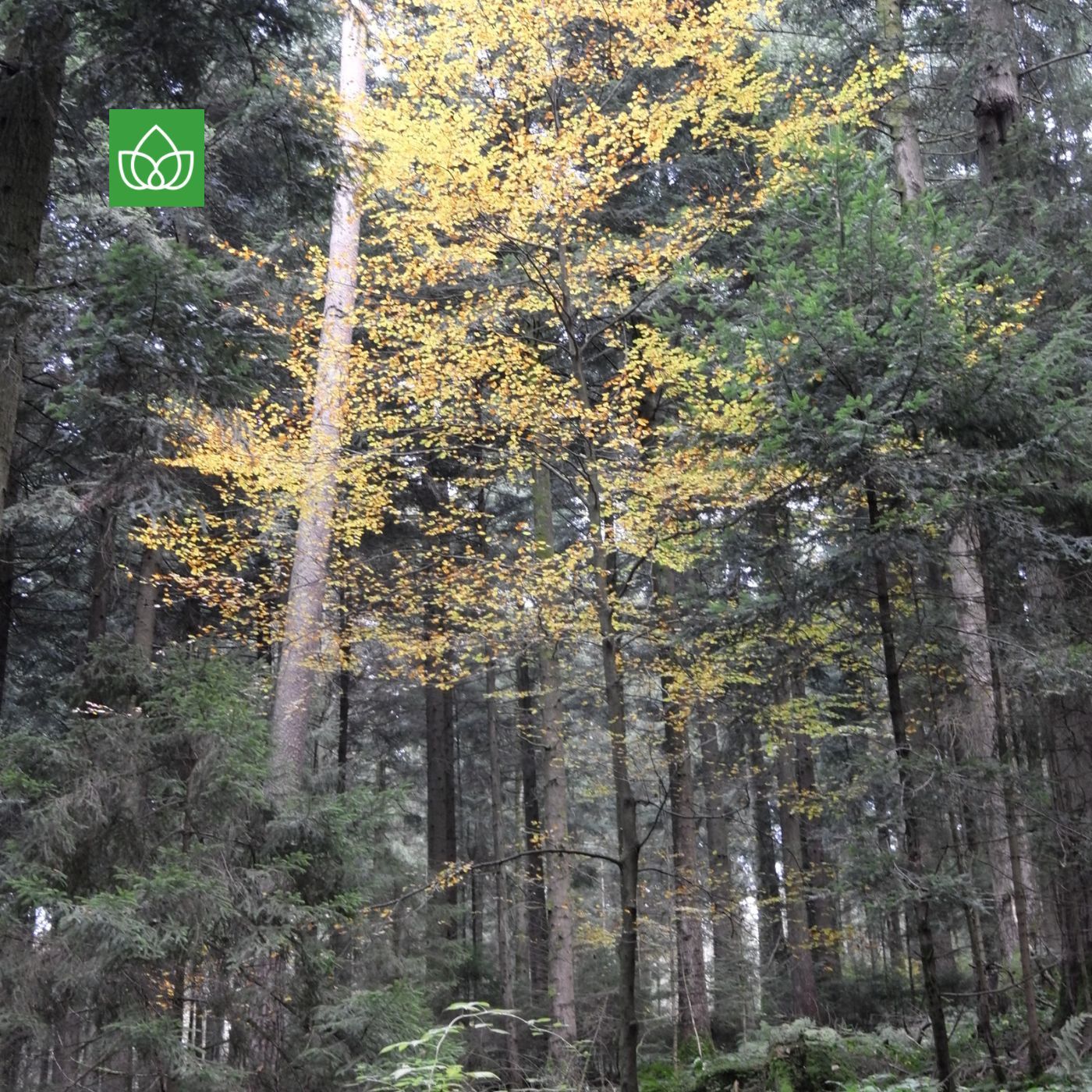 Wir Menschen brauchen den Wald - und nicht umgekehrt