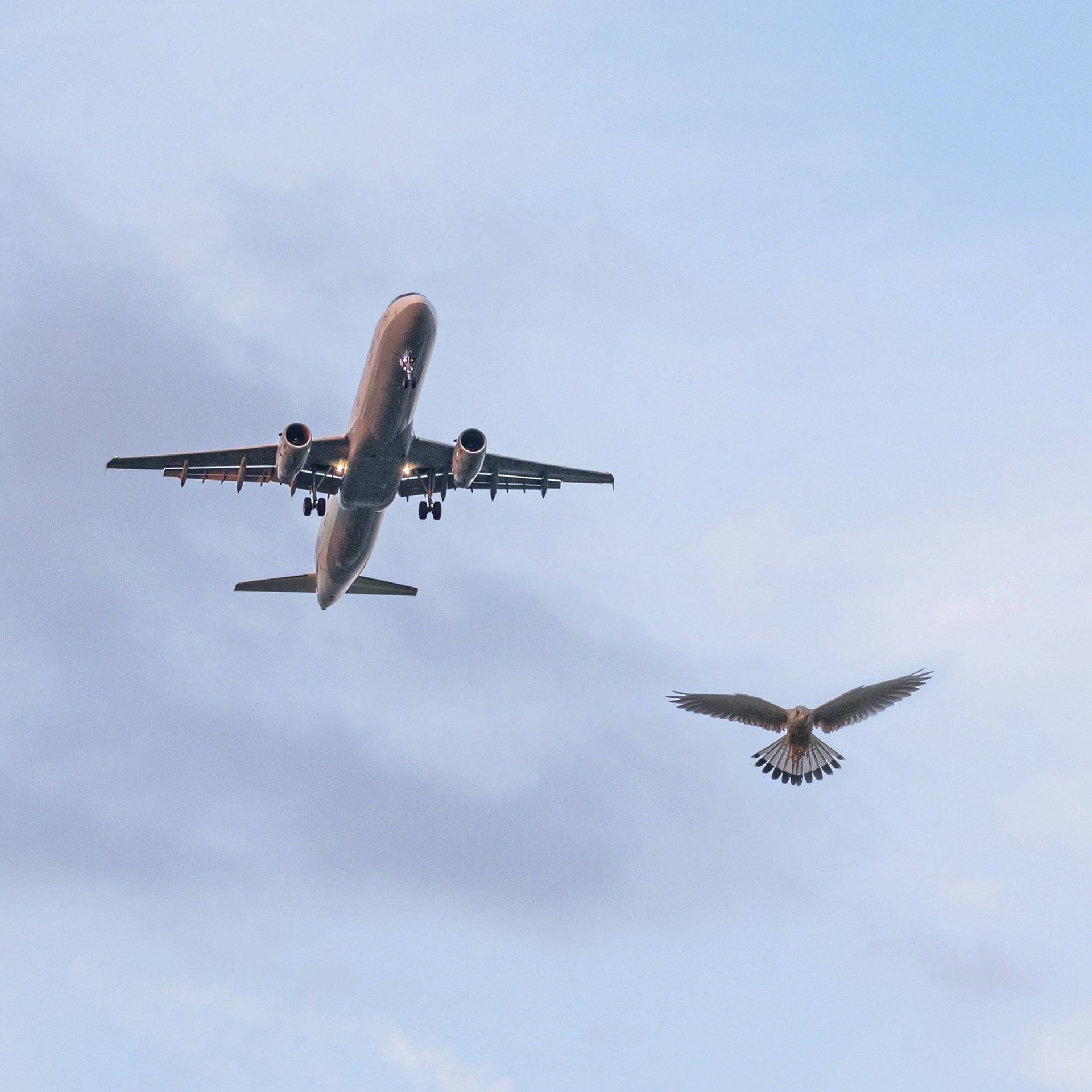Wird ein Flugzeug schwerer, wenn ein Vogel darin fliegt?