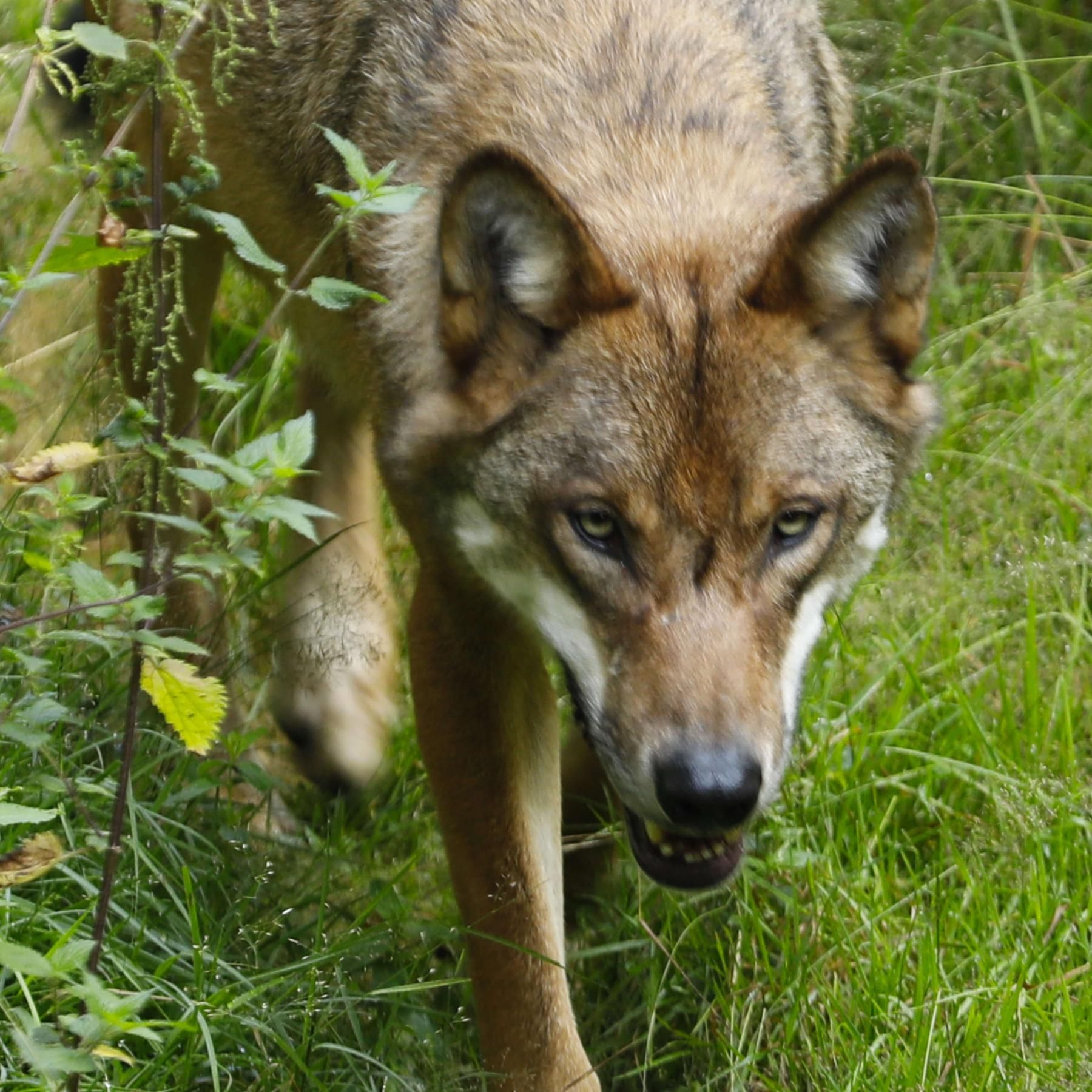 Wölfe im Nationalpark: Gut für den Wald?