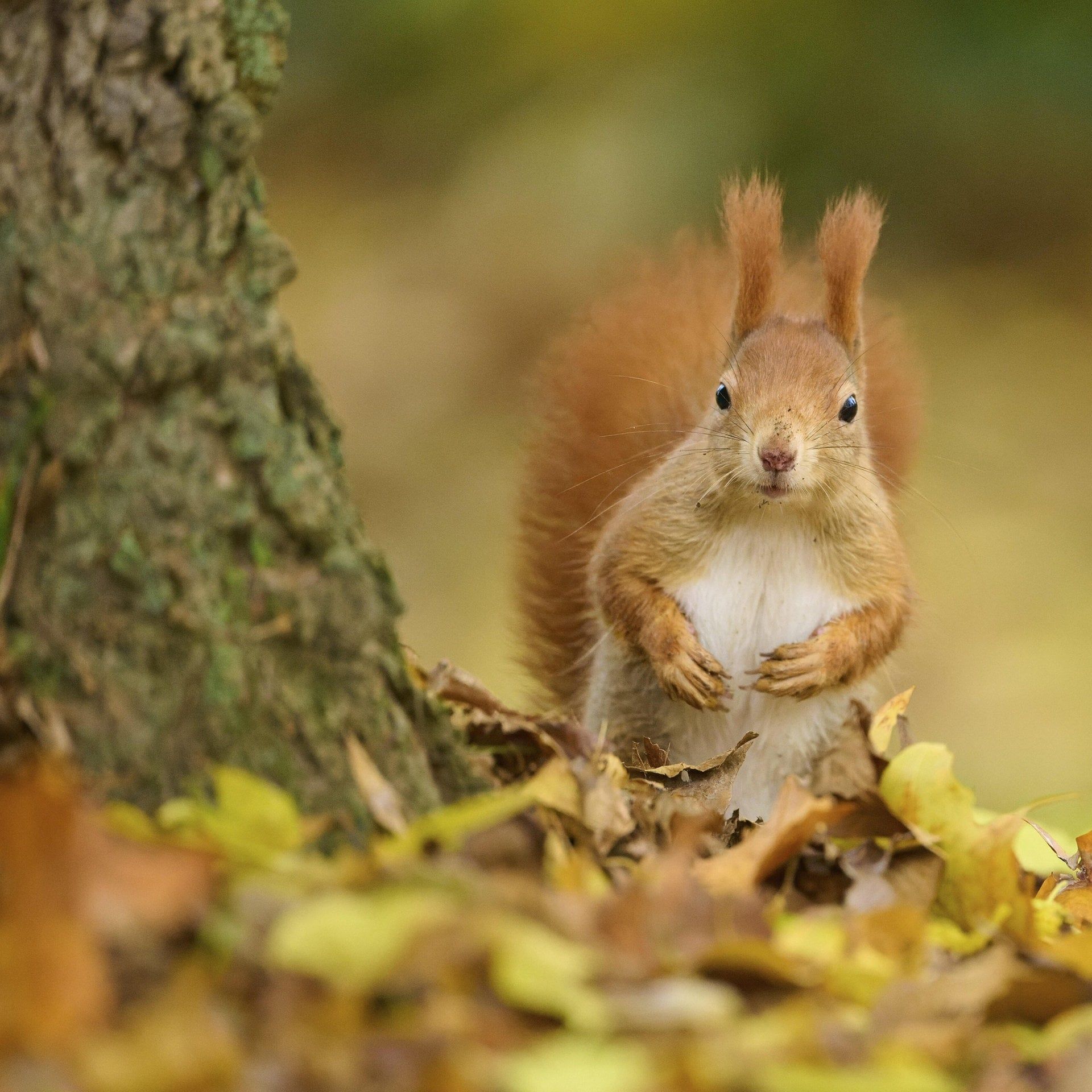 Woher kommt "der Teufel ist ein Eichhörnchen"?