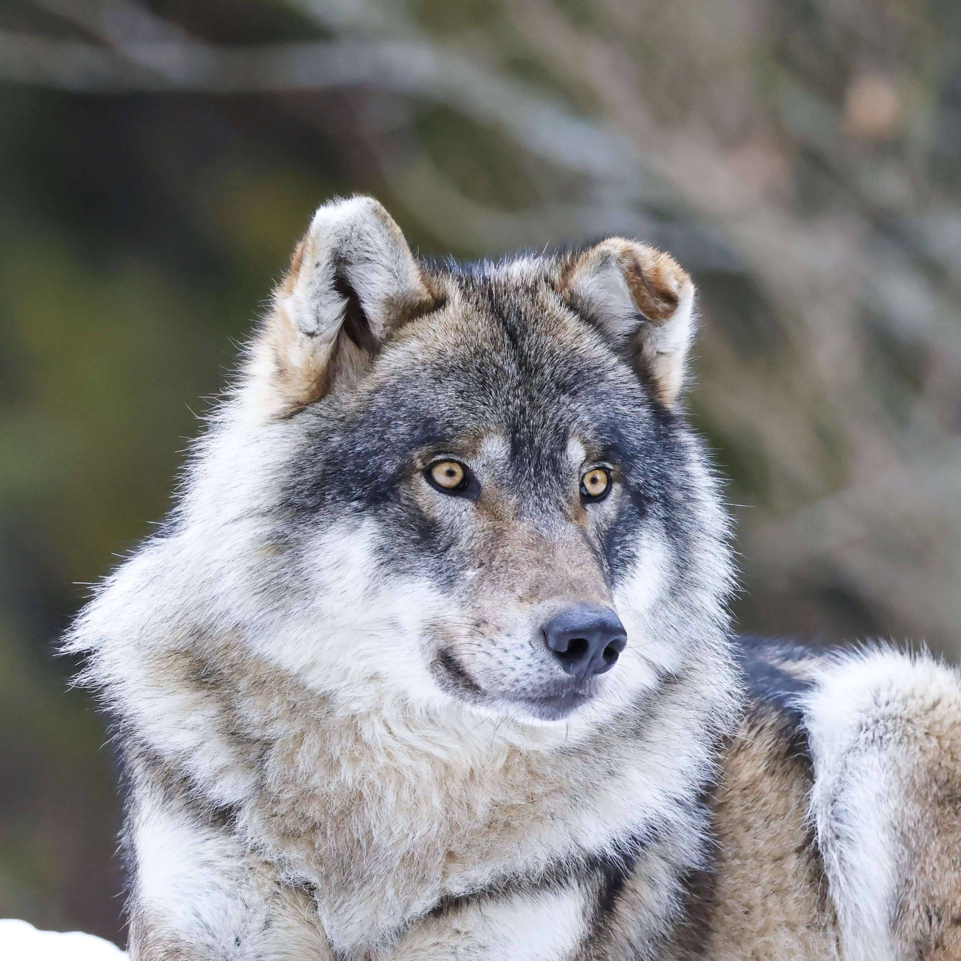 Wolfsbiss - Ein Hundebiss ist weitaus wahrscheinlicher