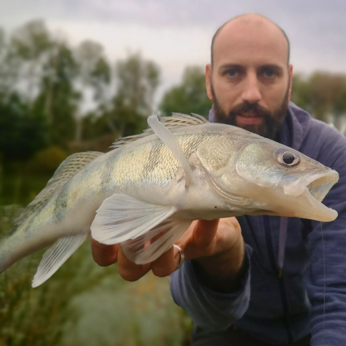 Wolgazander angeln am Mittellandkanal | #132