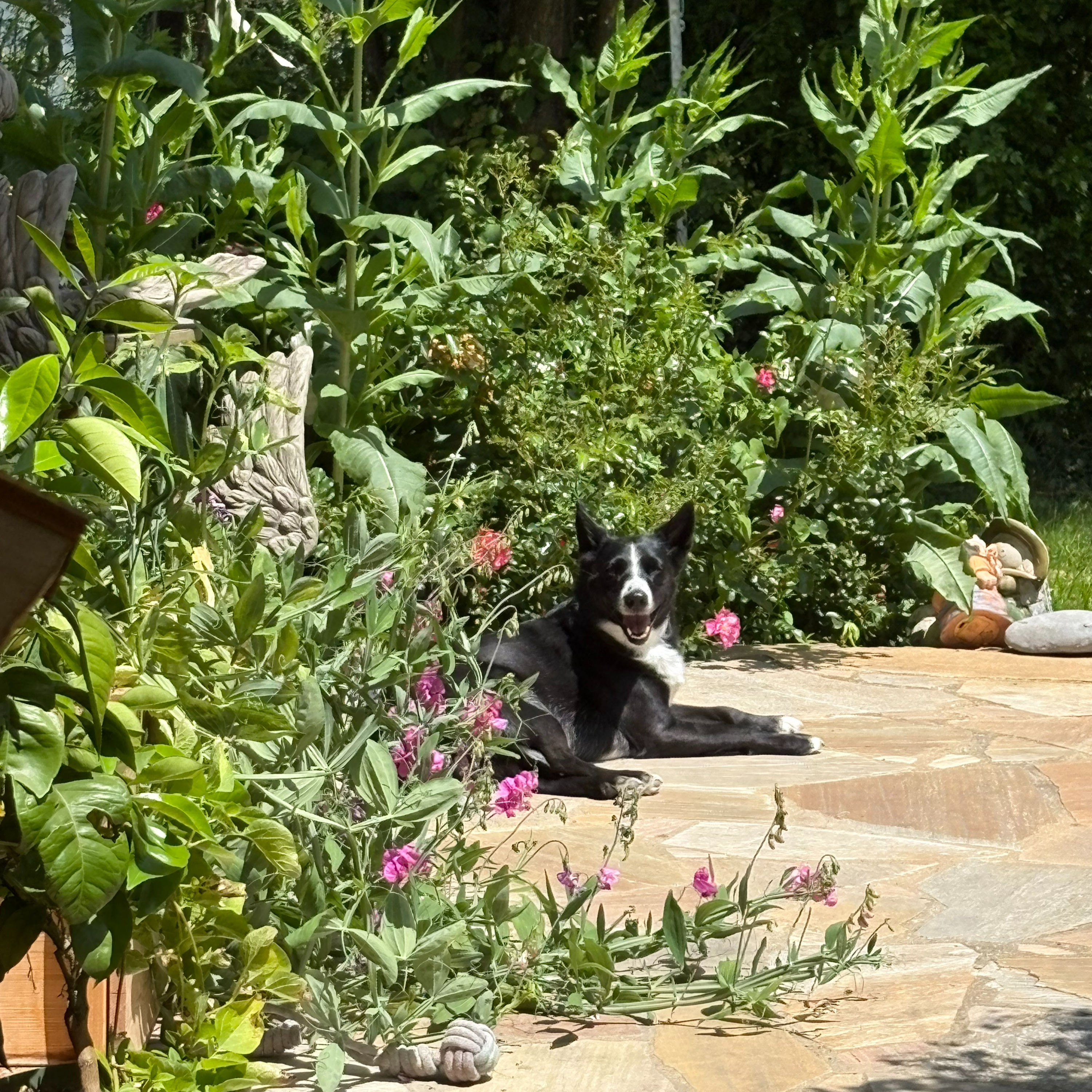 Würzig, frech, köstlich---Kräuter anstatt Balkonblumen