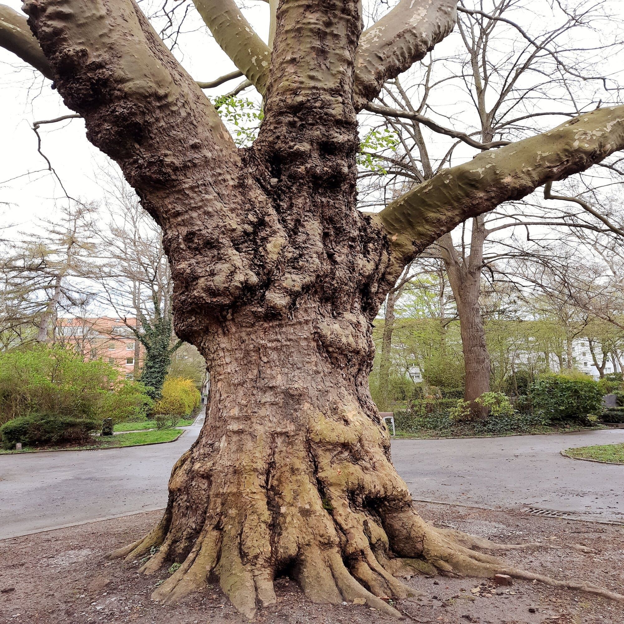 Wurzeln des Arbeitsschutzes
