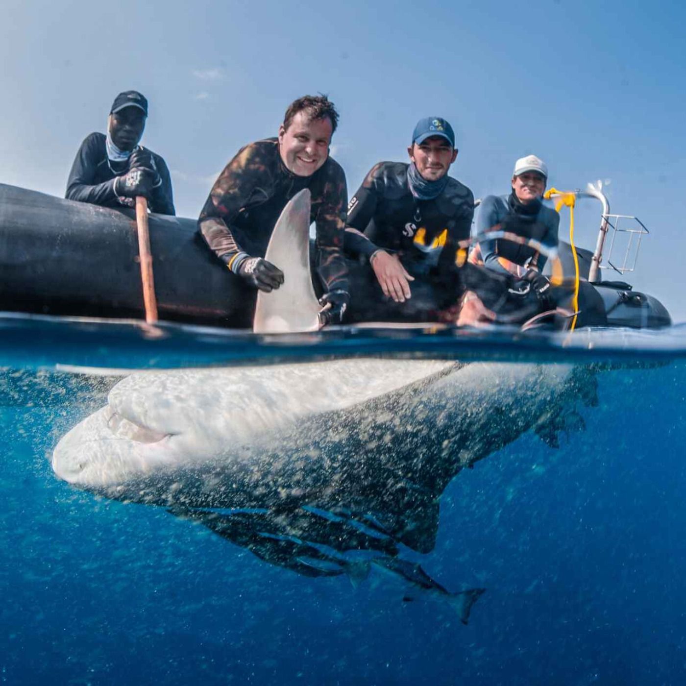 WW436: Bullenhaie in der Blauen Savanne – Lukas Müller über Hai-Forschung in Mosambik