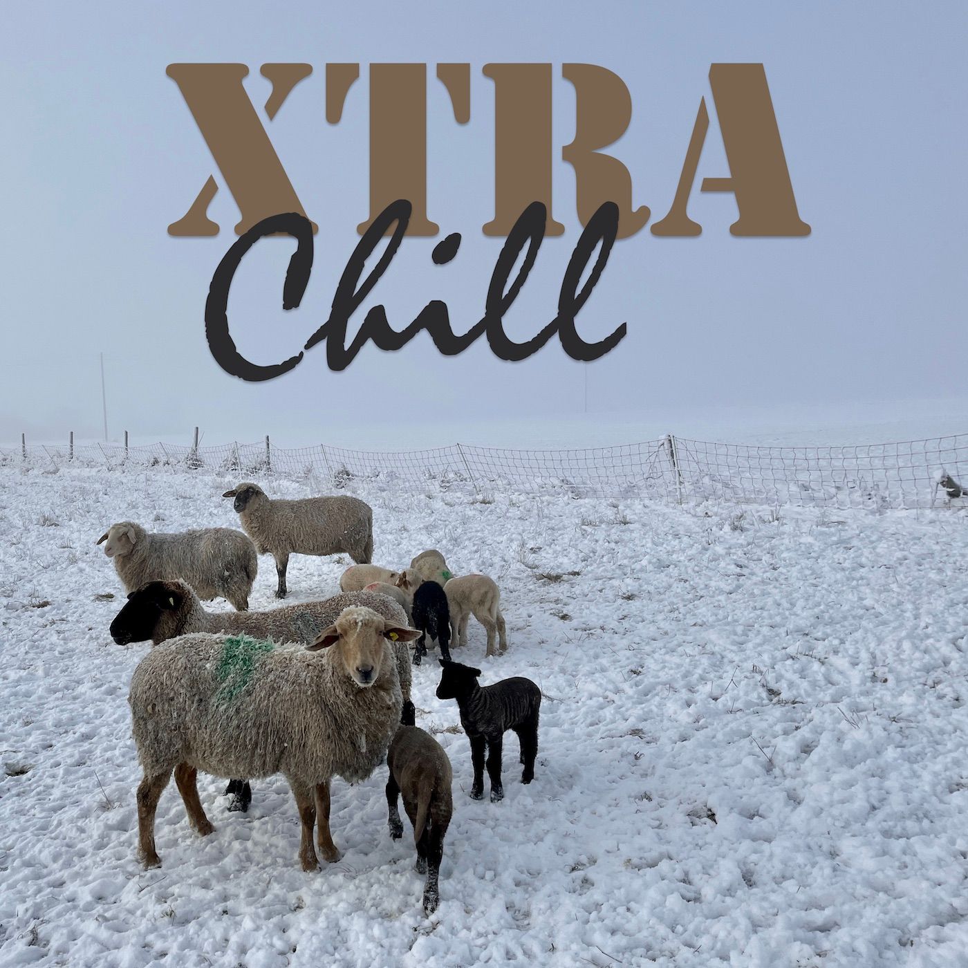 XtraChill 385