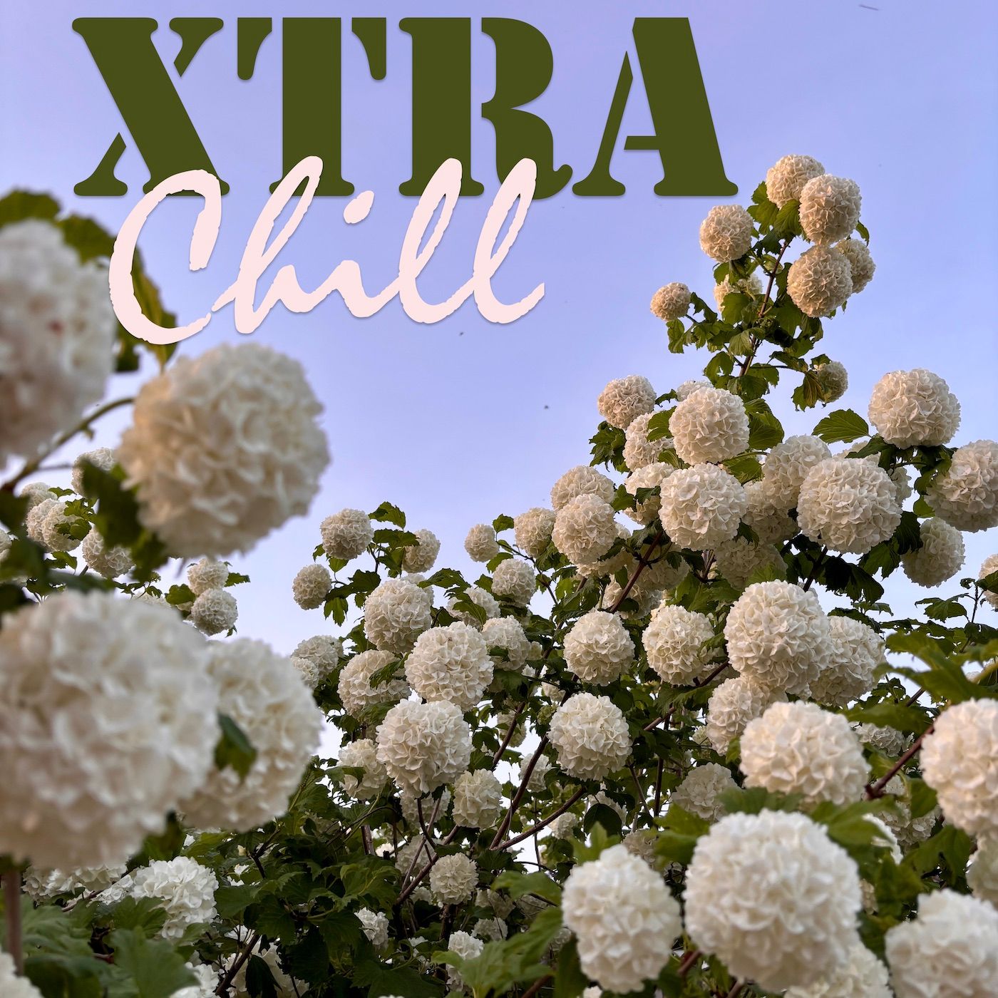 XtraChill 438