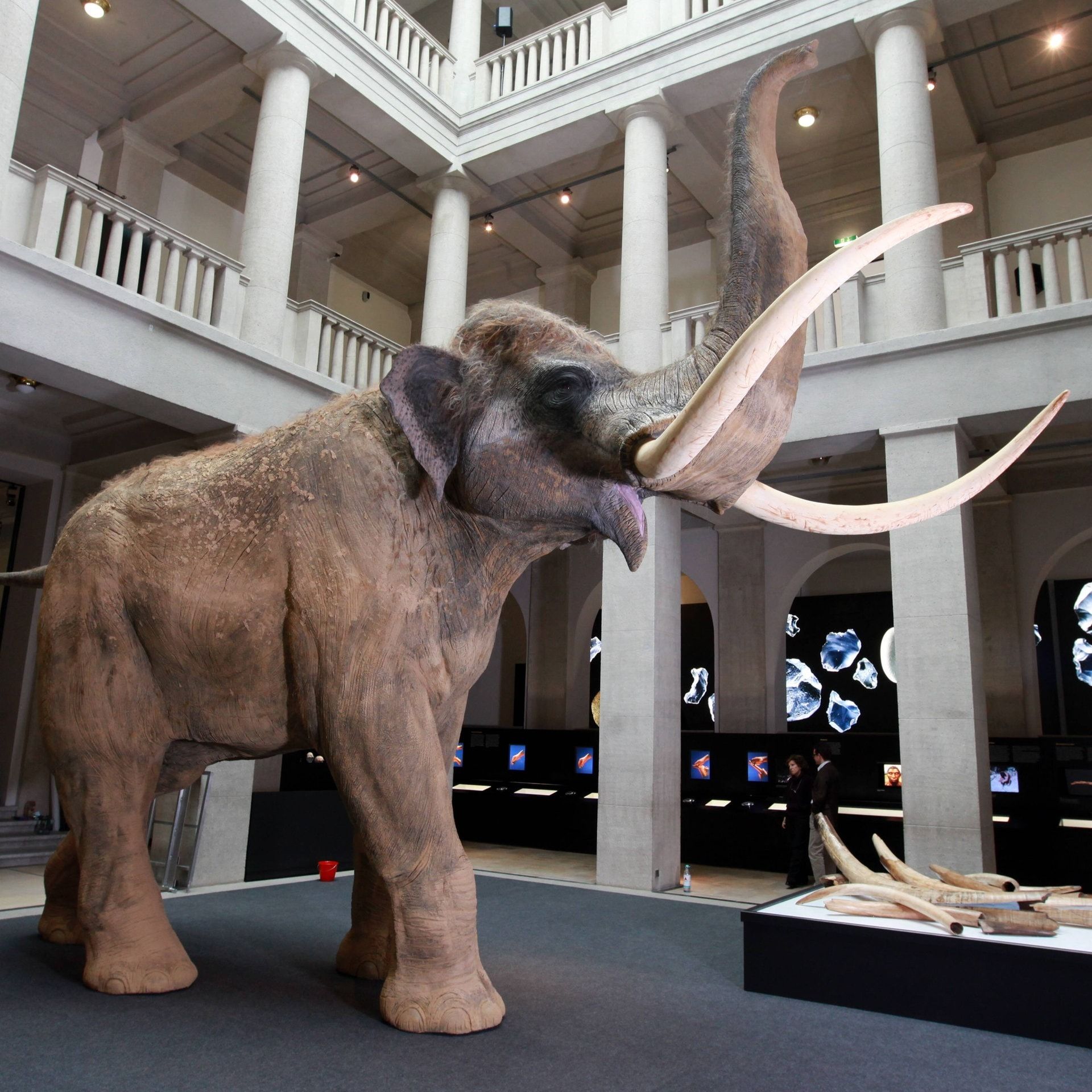 Zahnanalysen zeigen: Waldelefanten vor 125.000 Jahren wanderten weit