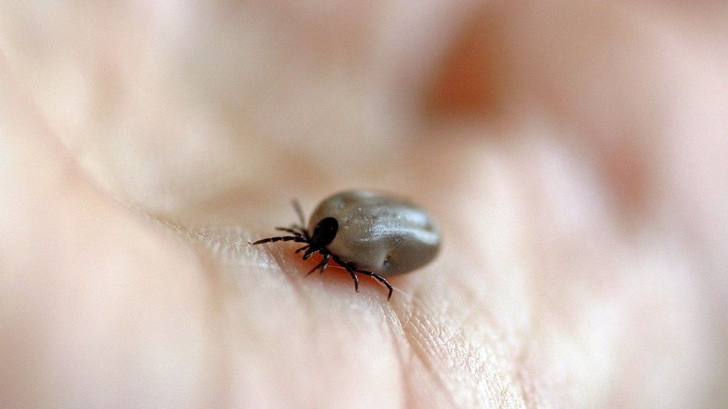 Zecken-Alarm! Was tun? Das sagt Professor Peter von der Blausteinklinik