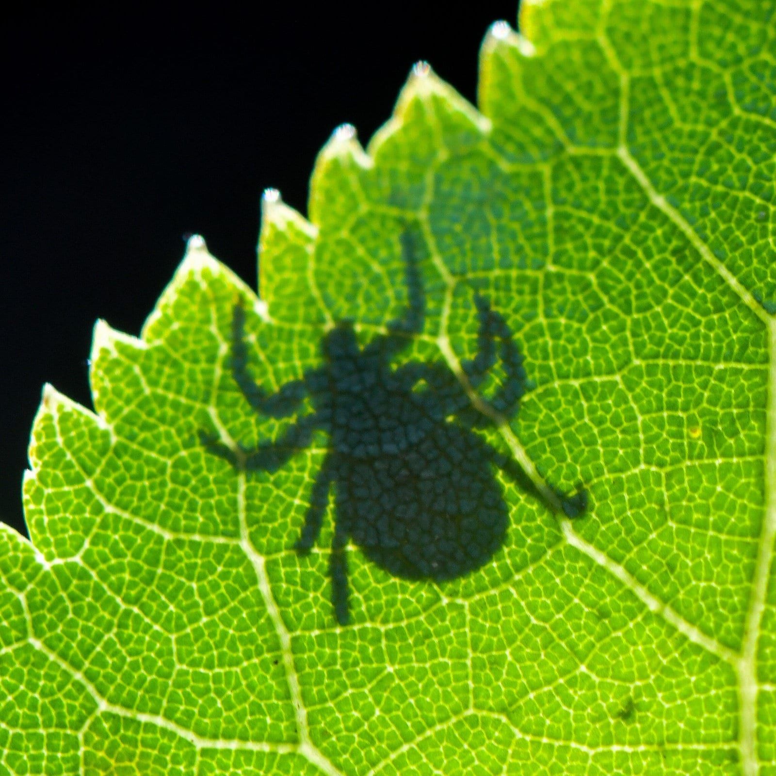 Zeckenalarm: Wie verlässlich ist die FSME‑Risikokarte?