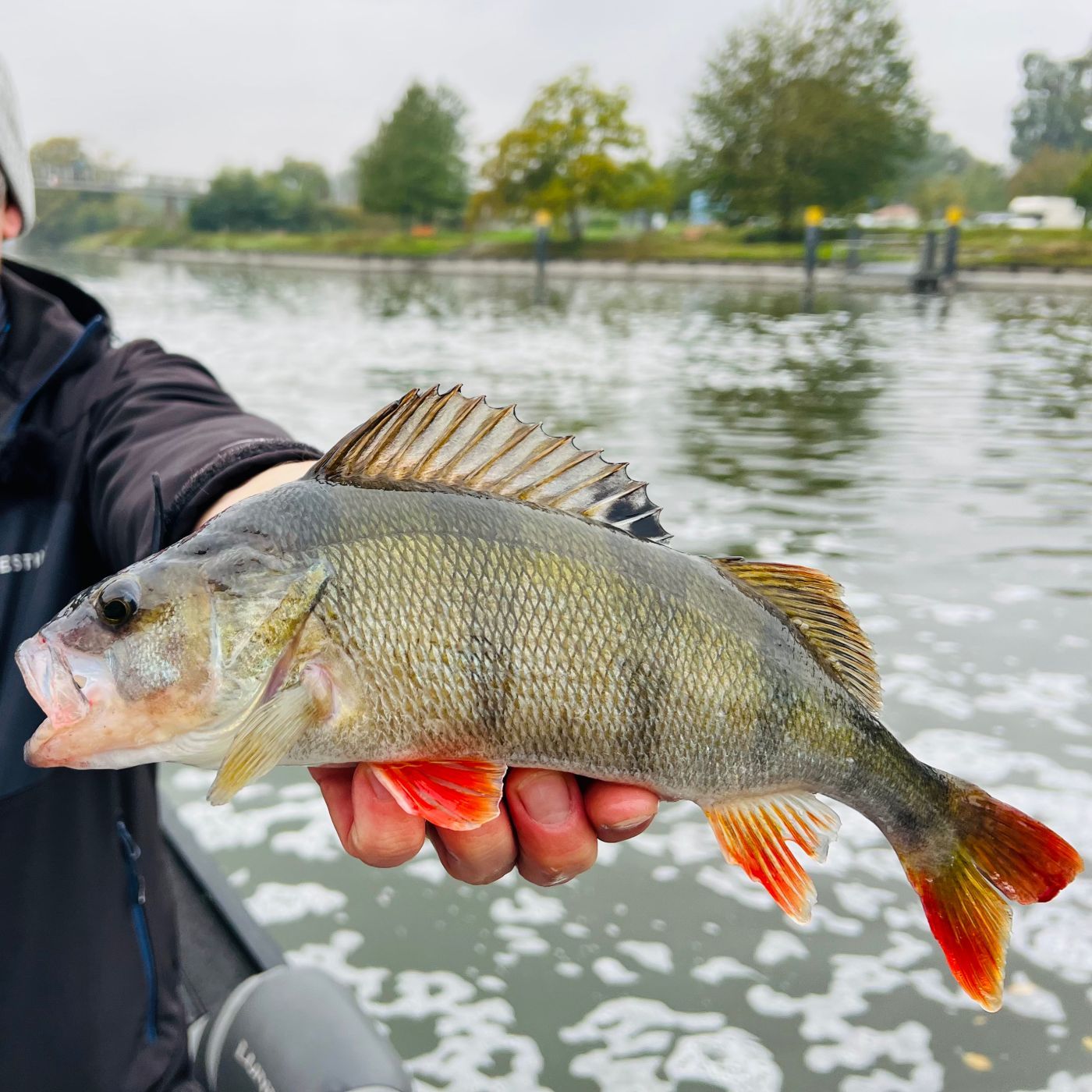 Zielfisch Großbarsch - Das Rückspiel mit Maxi | #133