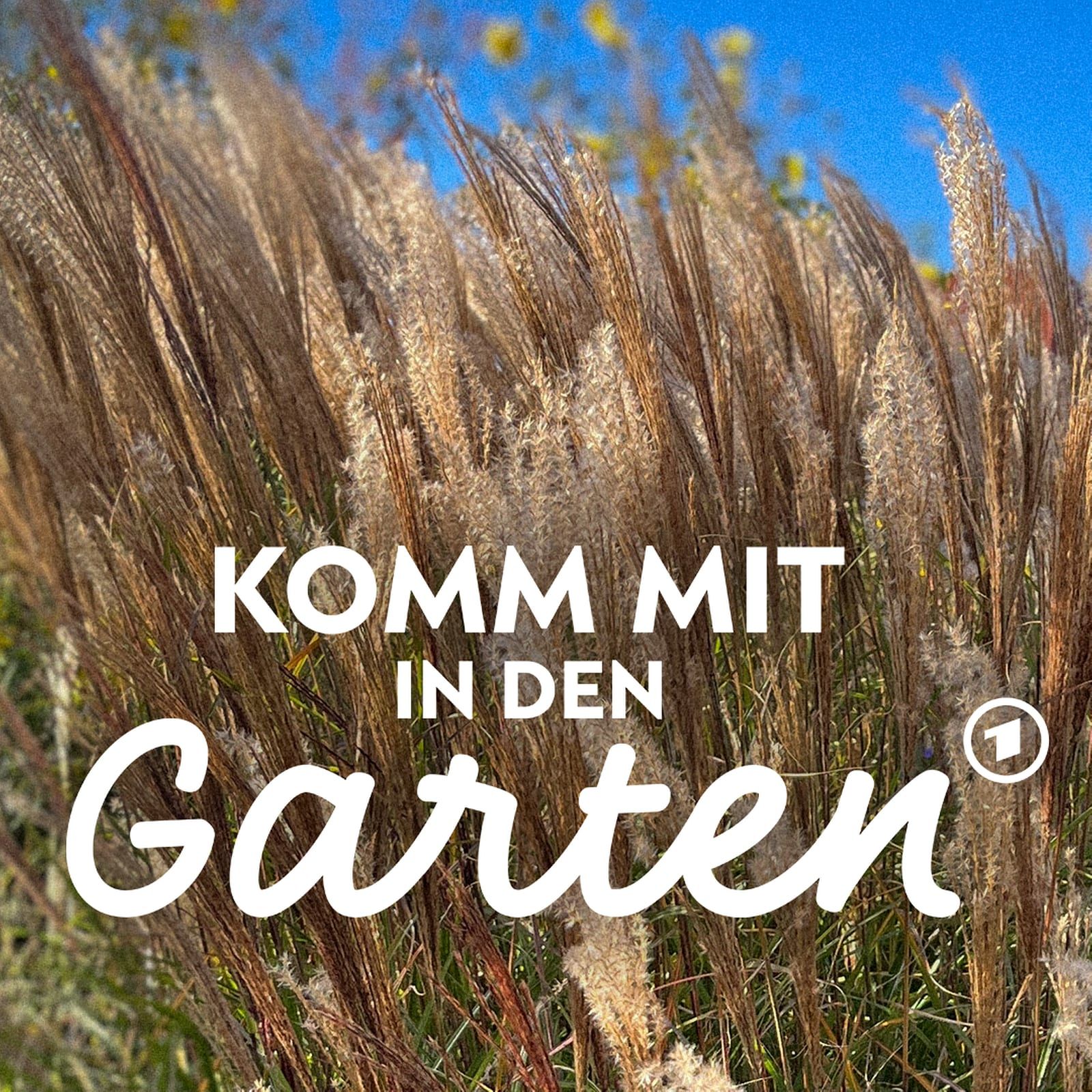 Ziergräser für jeden Garten
