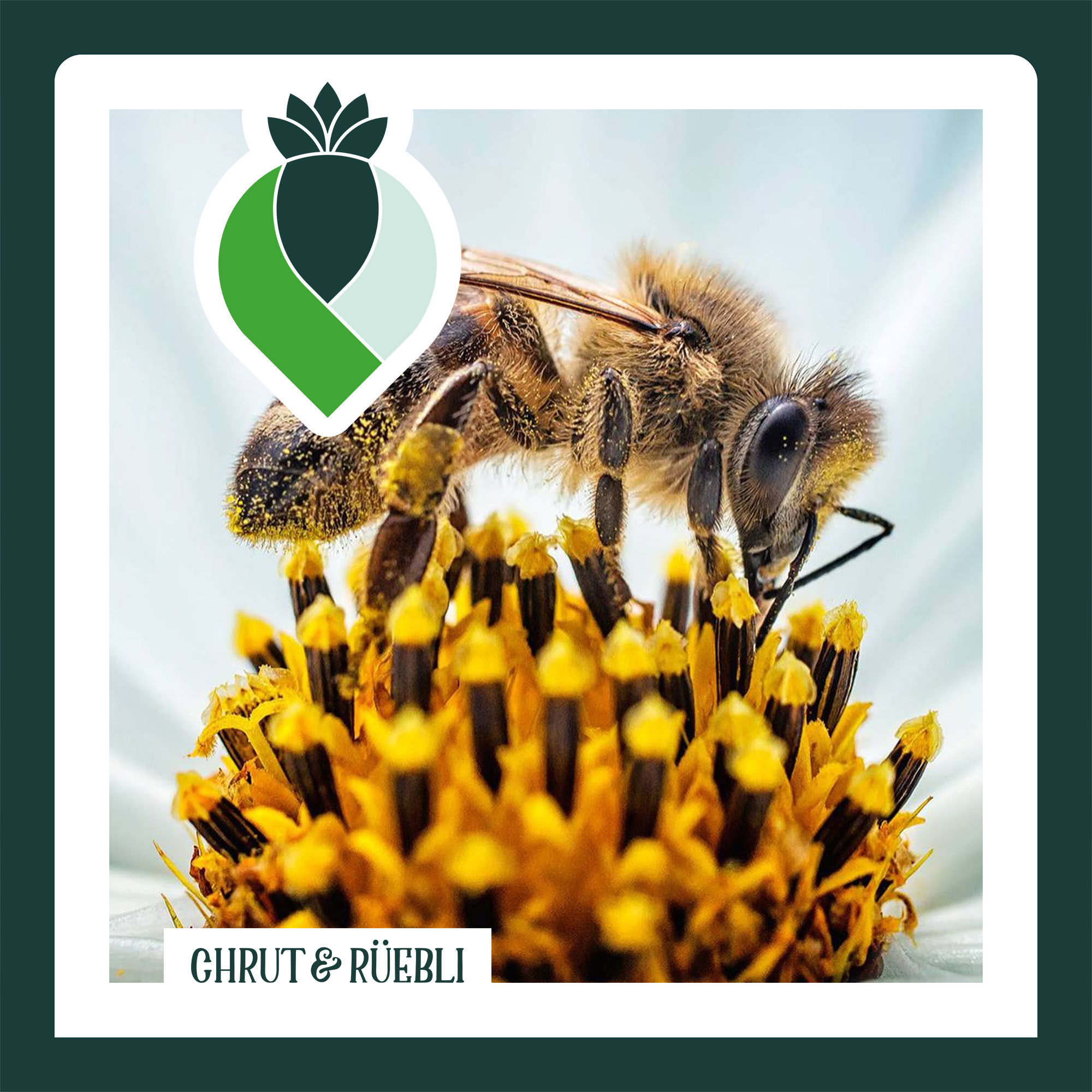 Zu Besuch bei den Stadtbienen