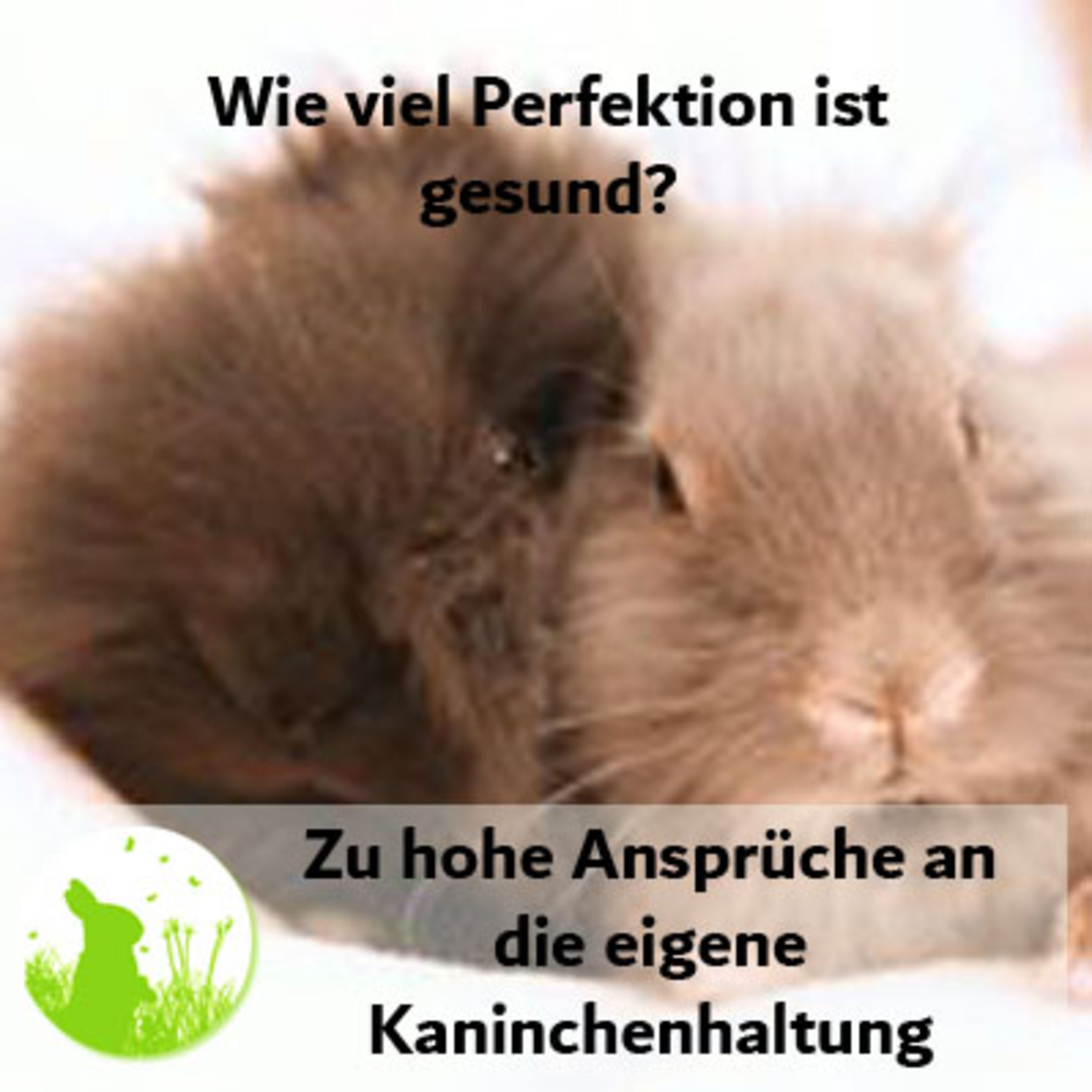 Zu hohe Ansprüche an die eigene Kaninchenhaltung?