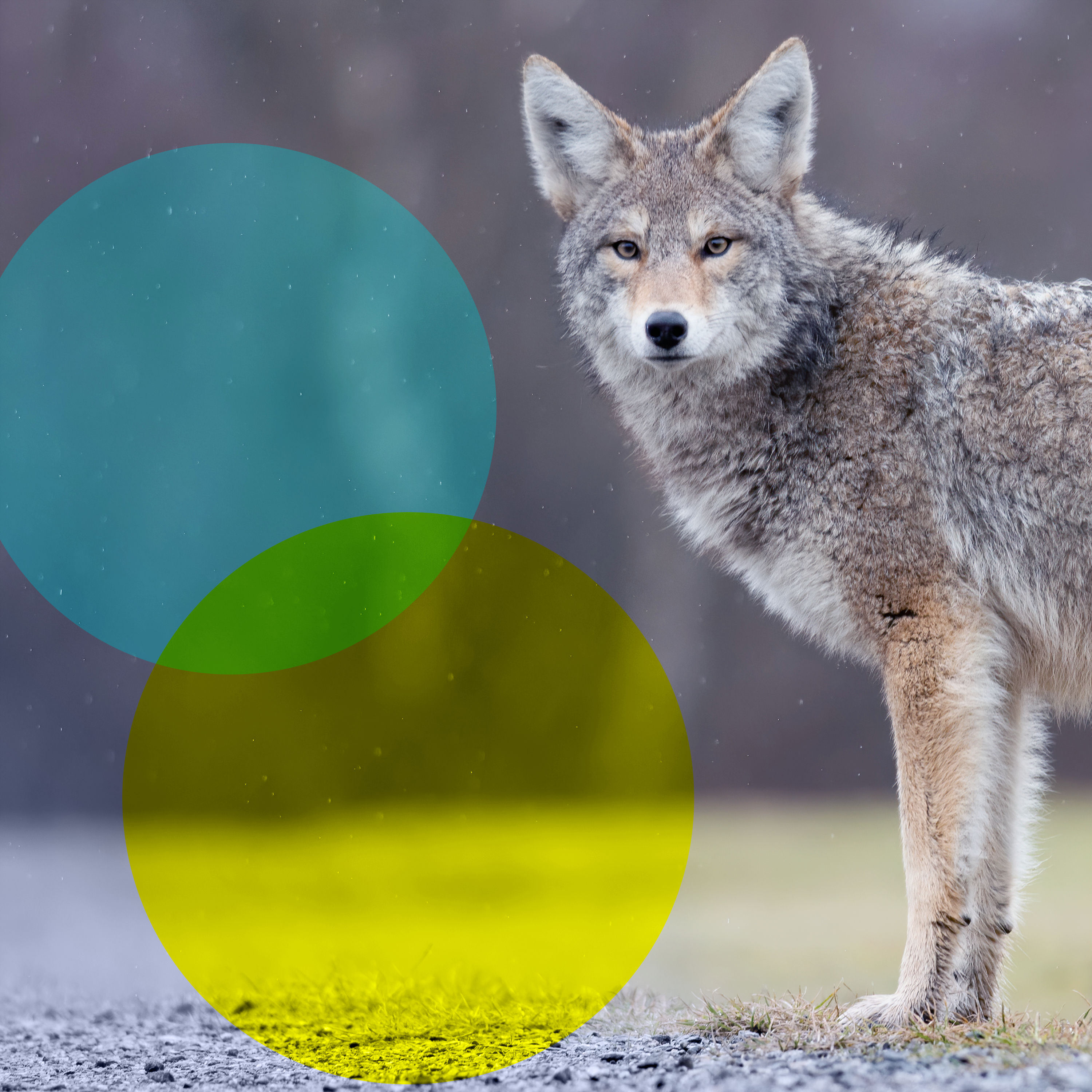 Zu viel Geheule? Der Wolf soll ins Jagdrecht