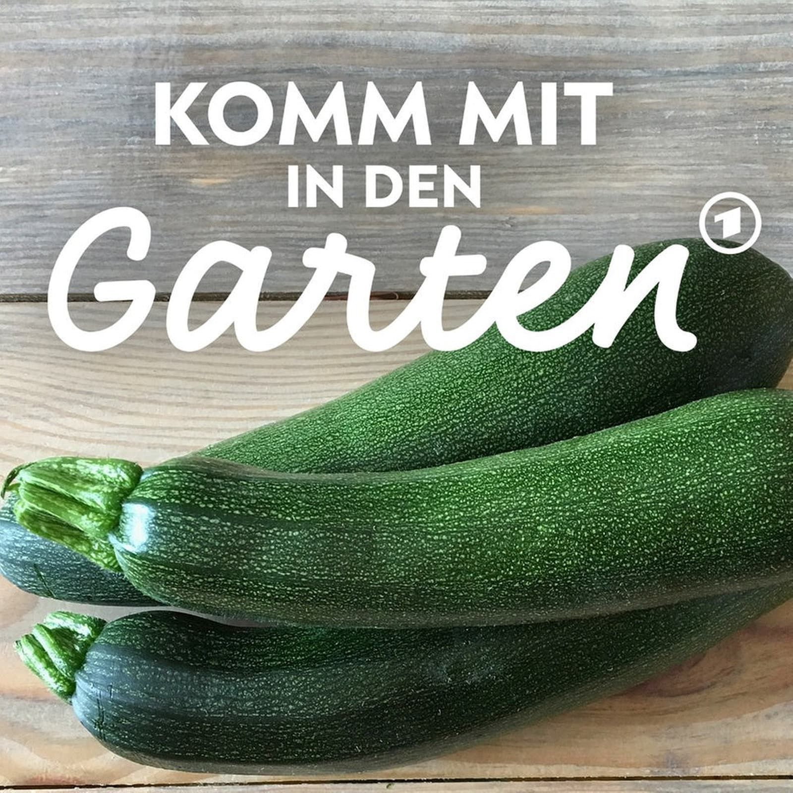 Zucchini: Tipps für eine reiche Ernte