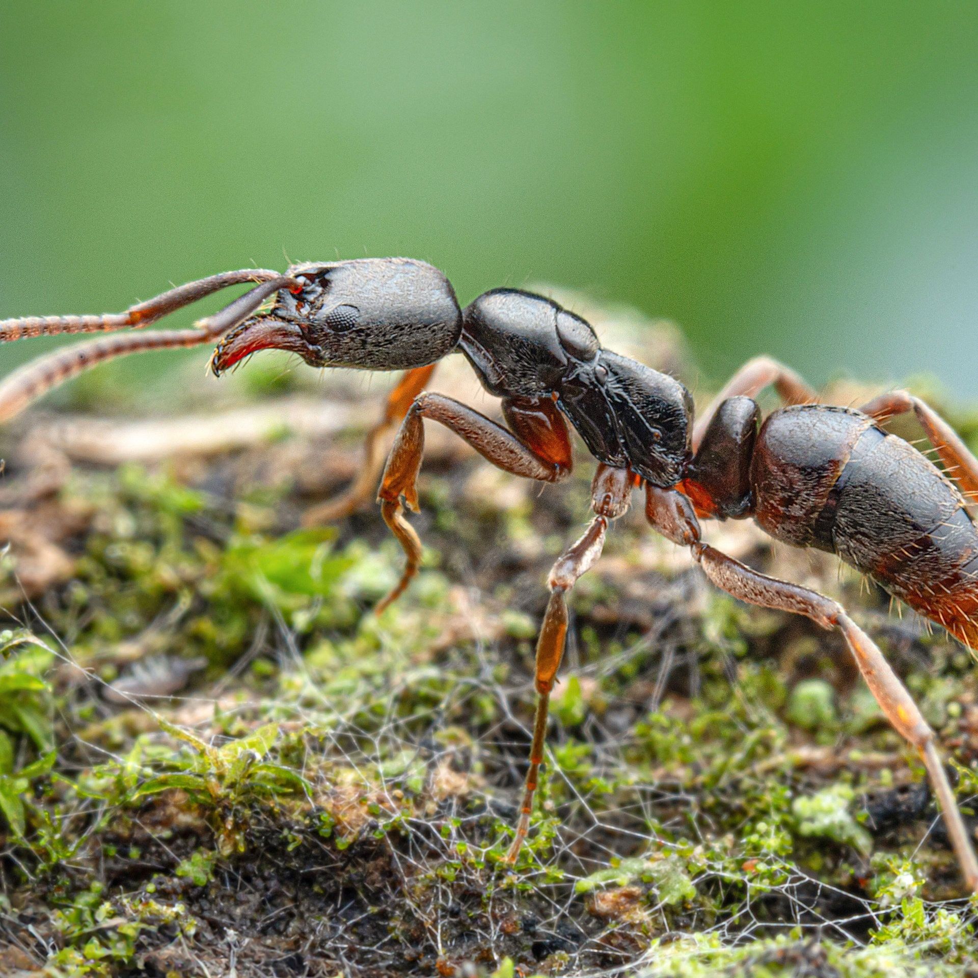 Zufallsfund: Studenten entdecken invasive Ameise auf dem Gelände der Stuttgarter Wilhelma